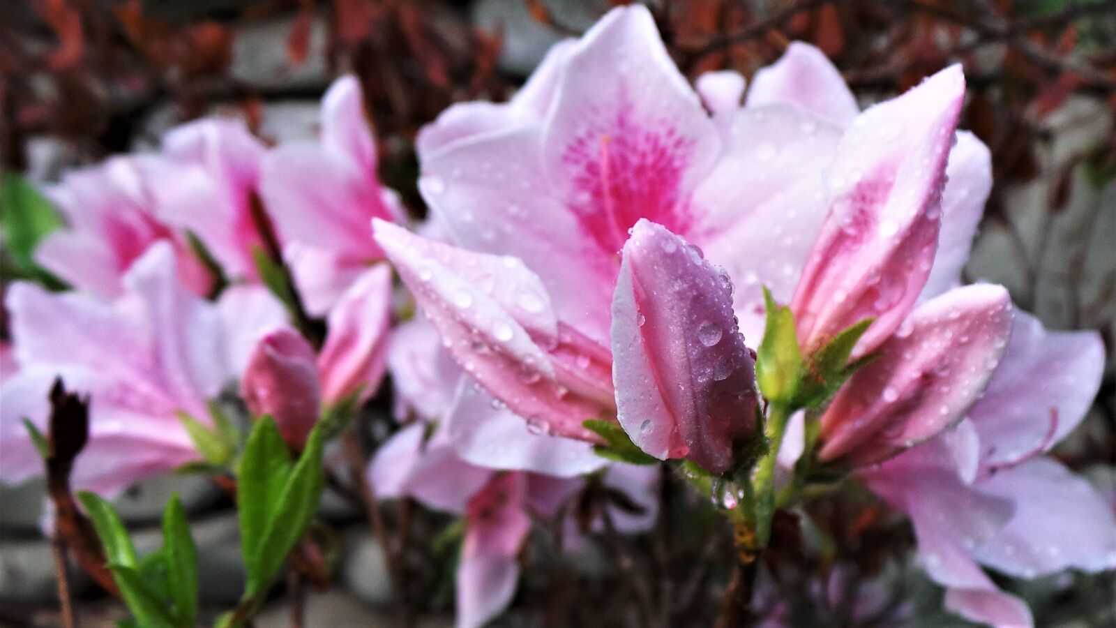 Samsung Galaxy Camera (Wi-Fi) sample photo. Nature, flowers, azaleas flower photography
