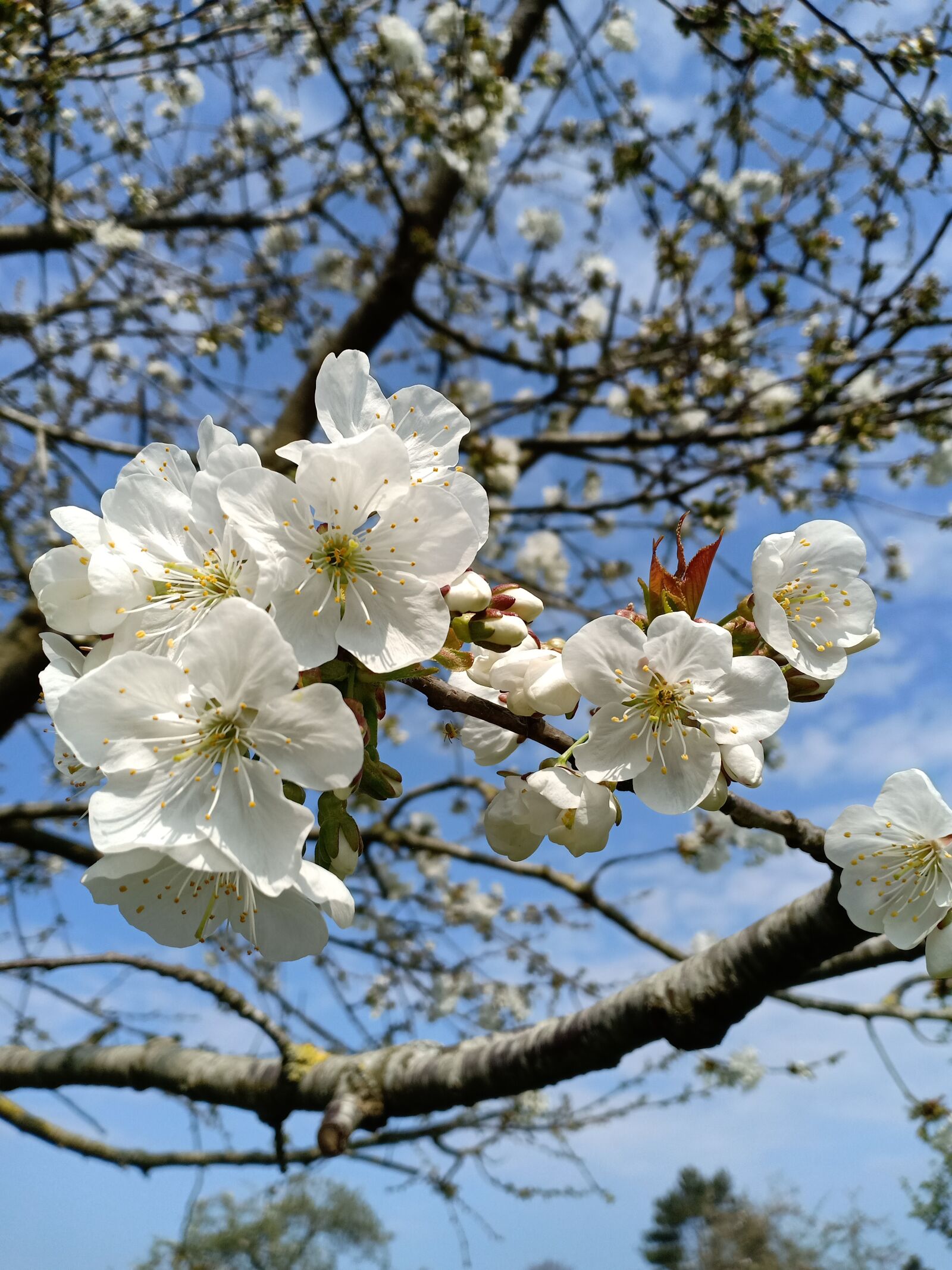 OPPO F7 sample photo. Bigarreau napoleon, cherry tree photography