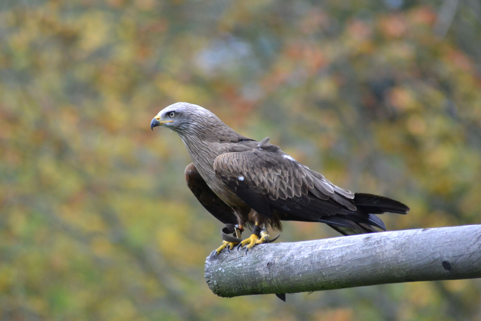 Nikon D3100 sample photo. Animal, park, birds, of photography