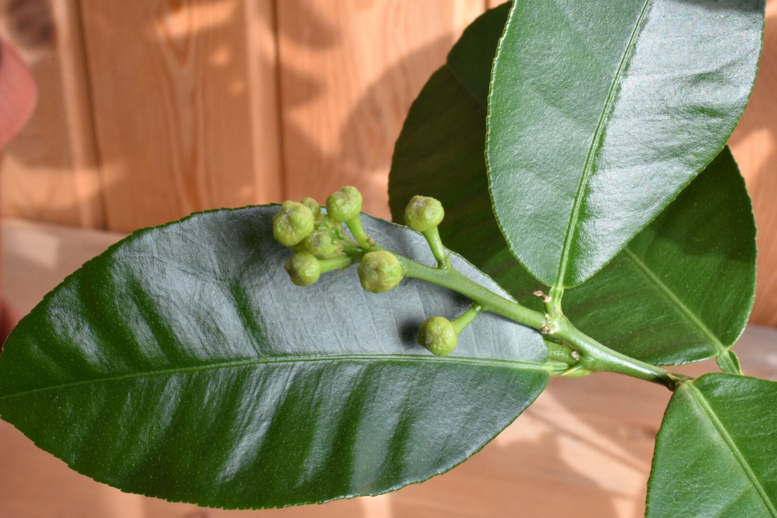 Nikon D3400 sample photo. Lemon, bud, inflorescence photography