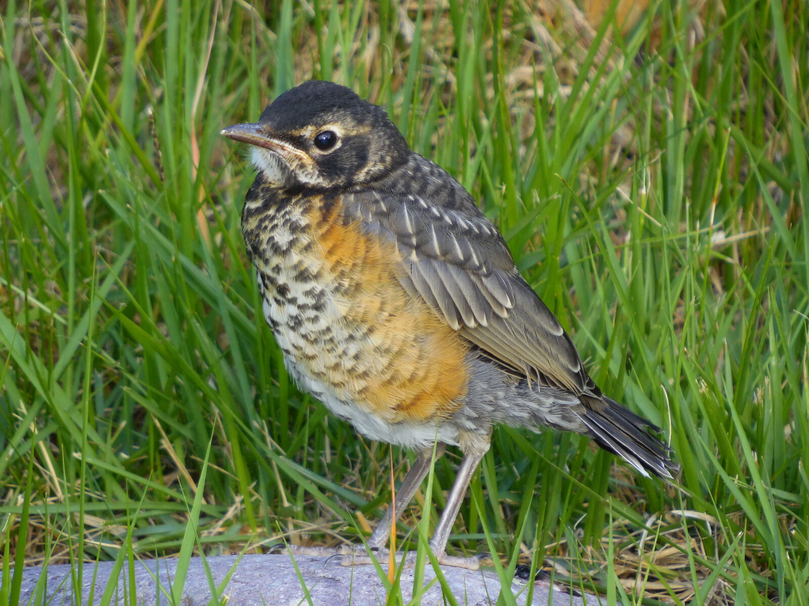 Samsung WB2200F sample photo. Baby, robin, bird, wild photography