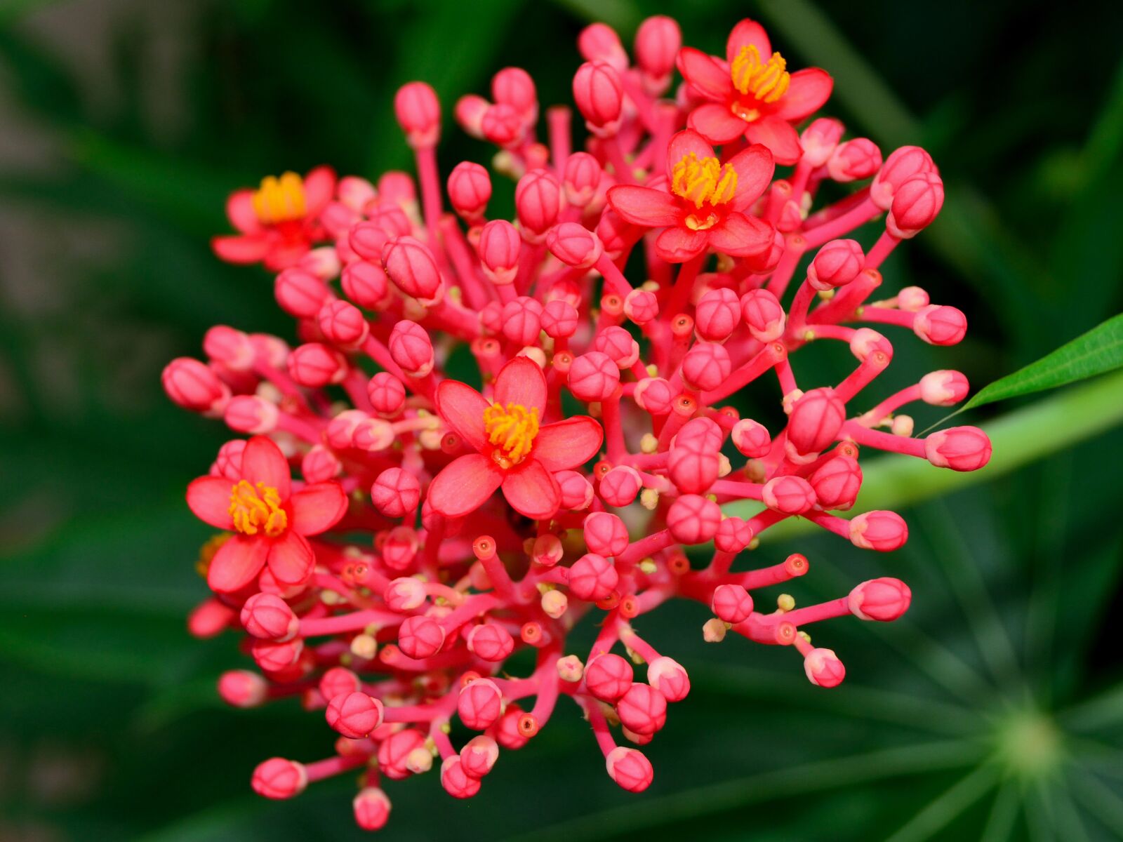 Nikon D5200 sample photo. Bright, pink, flower photography