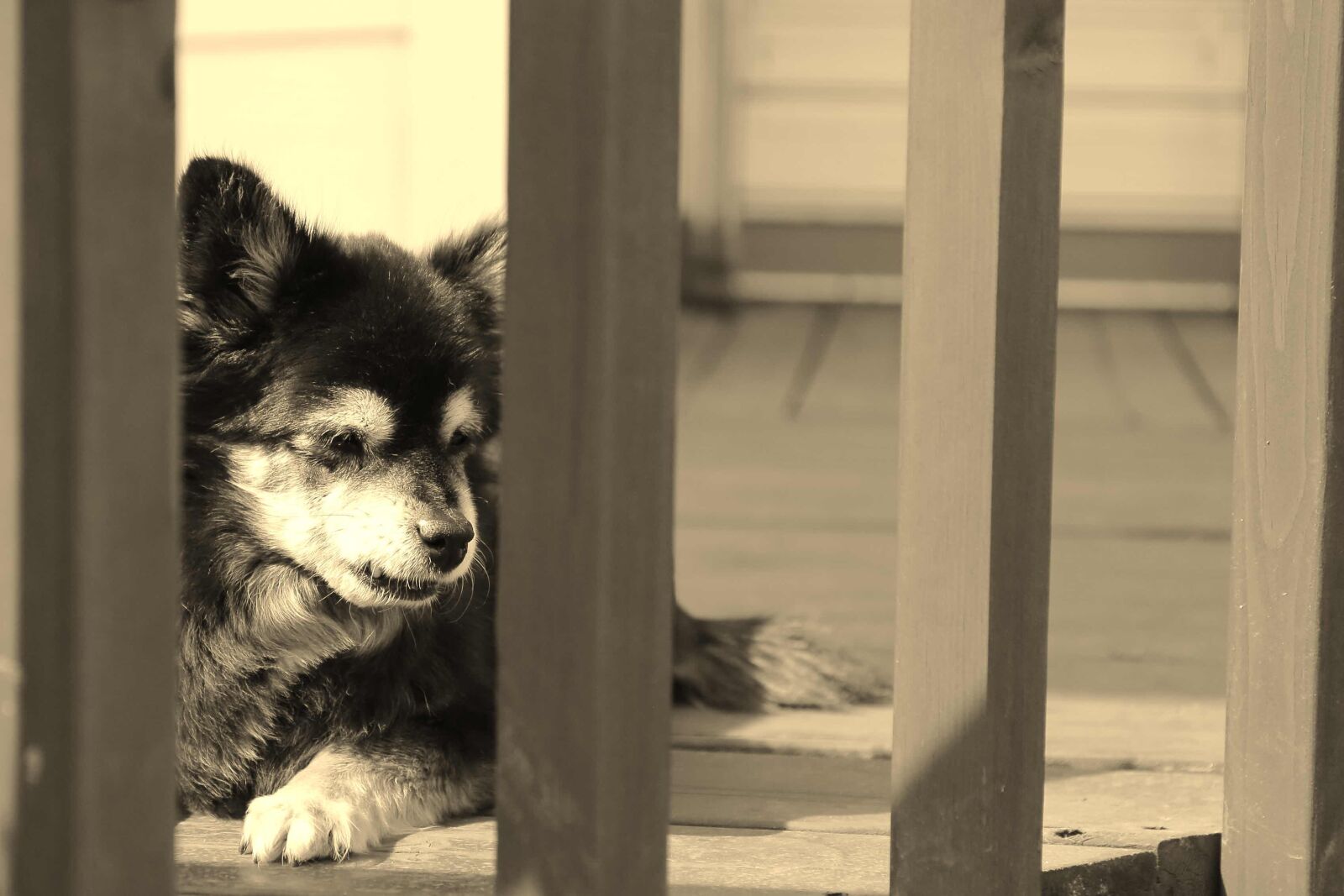 Canon EOS 5D Mark III sample photo. Puppy, dog, european photography