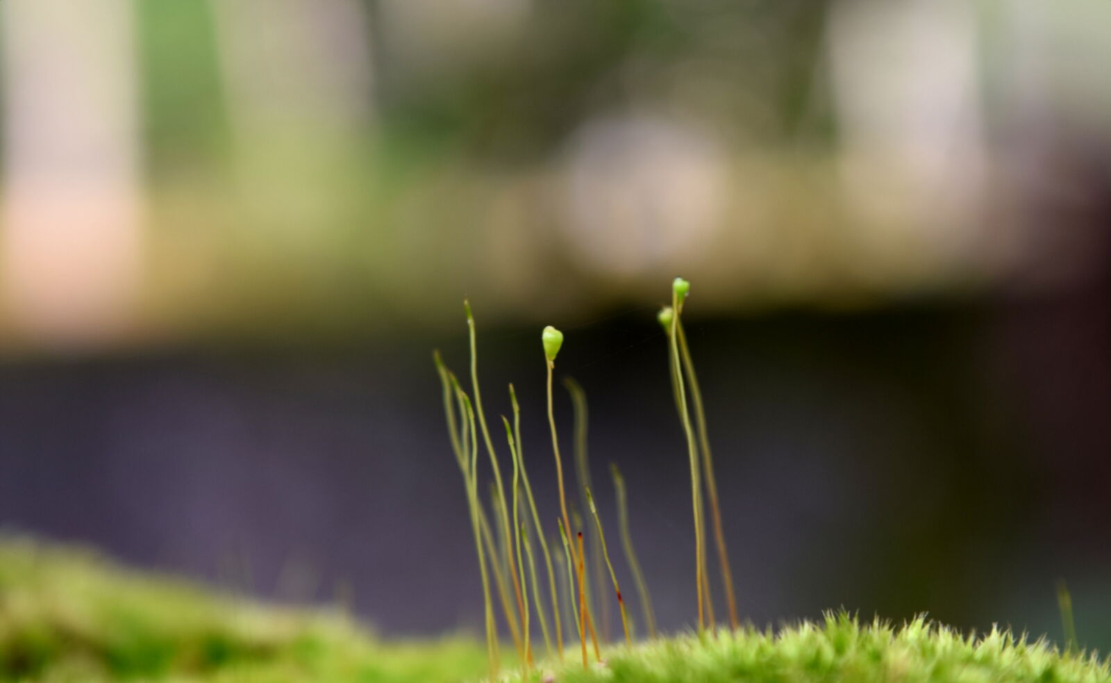 Nikon D3300 sample photo. Green, green, flower photography