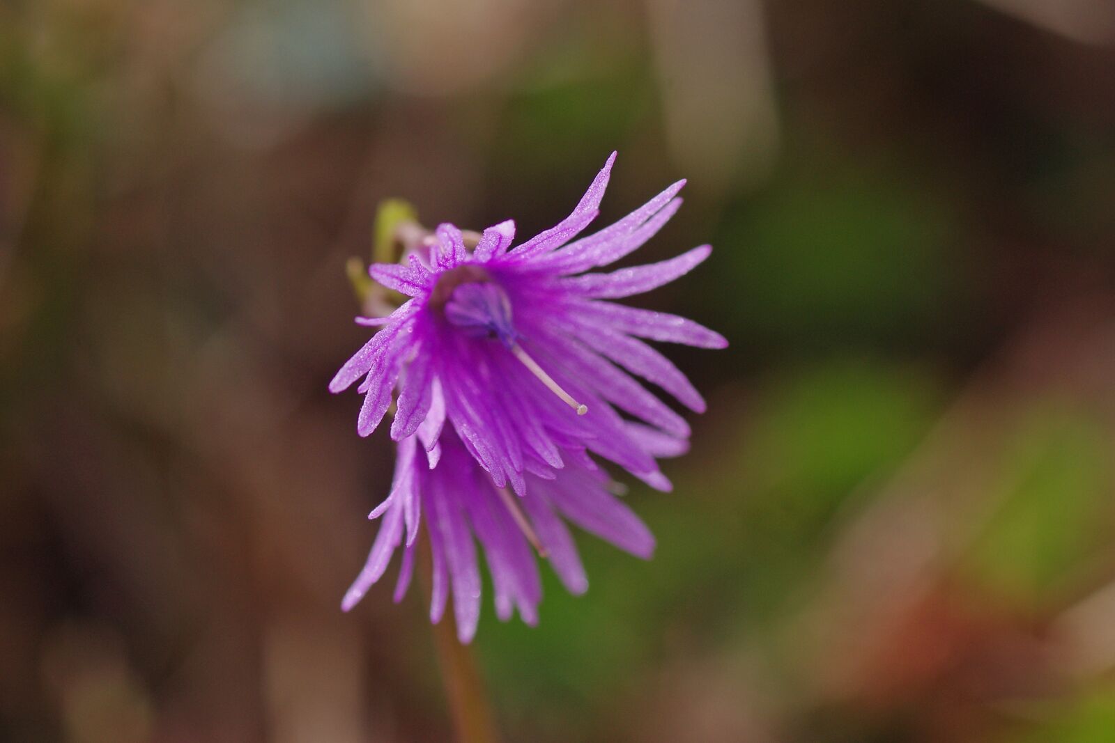 Pentax K-x sample photo. Blossom, bloom, flower photography