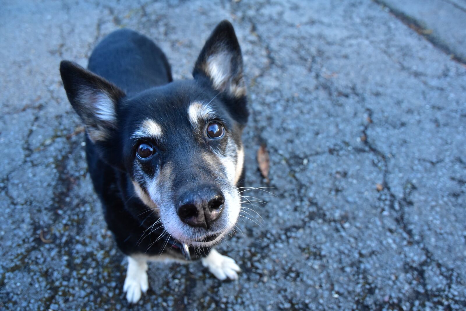 Nikon D5500 sample photo. Dog, walk, pet photography