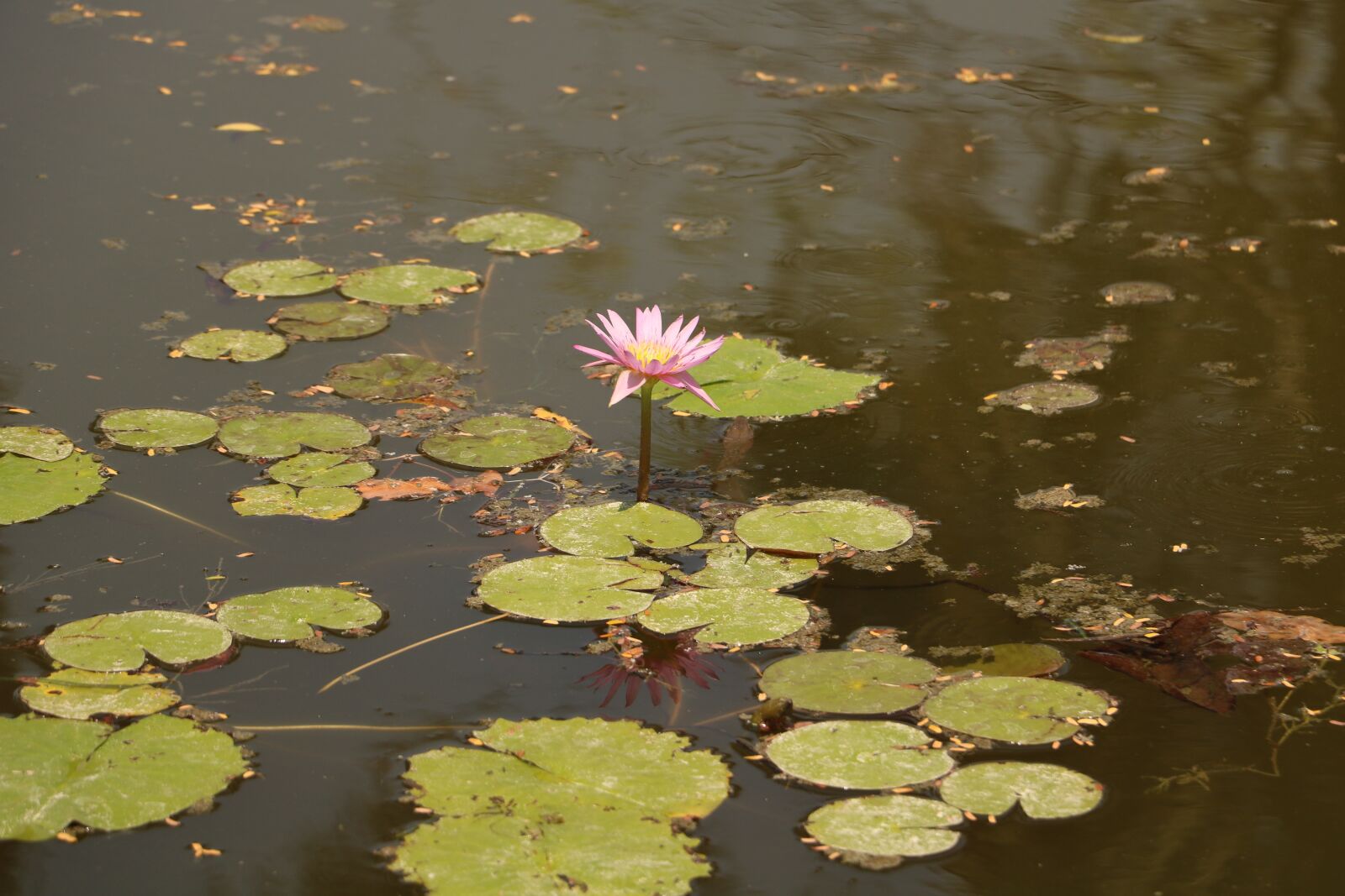 Canon EOS 760D (EOS Rebel T6s / EOS 8000D) sample photo. Pool, lake, lotus photography