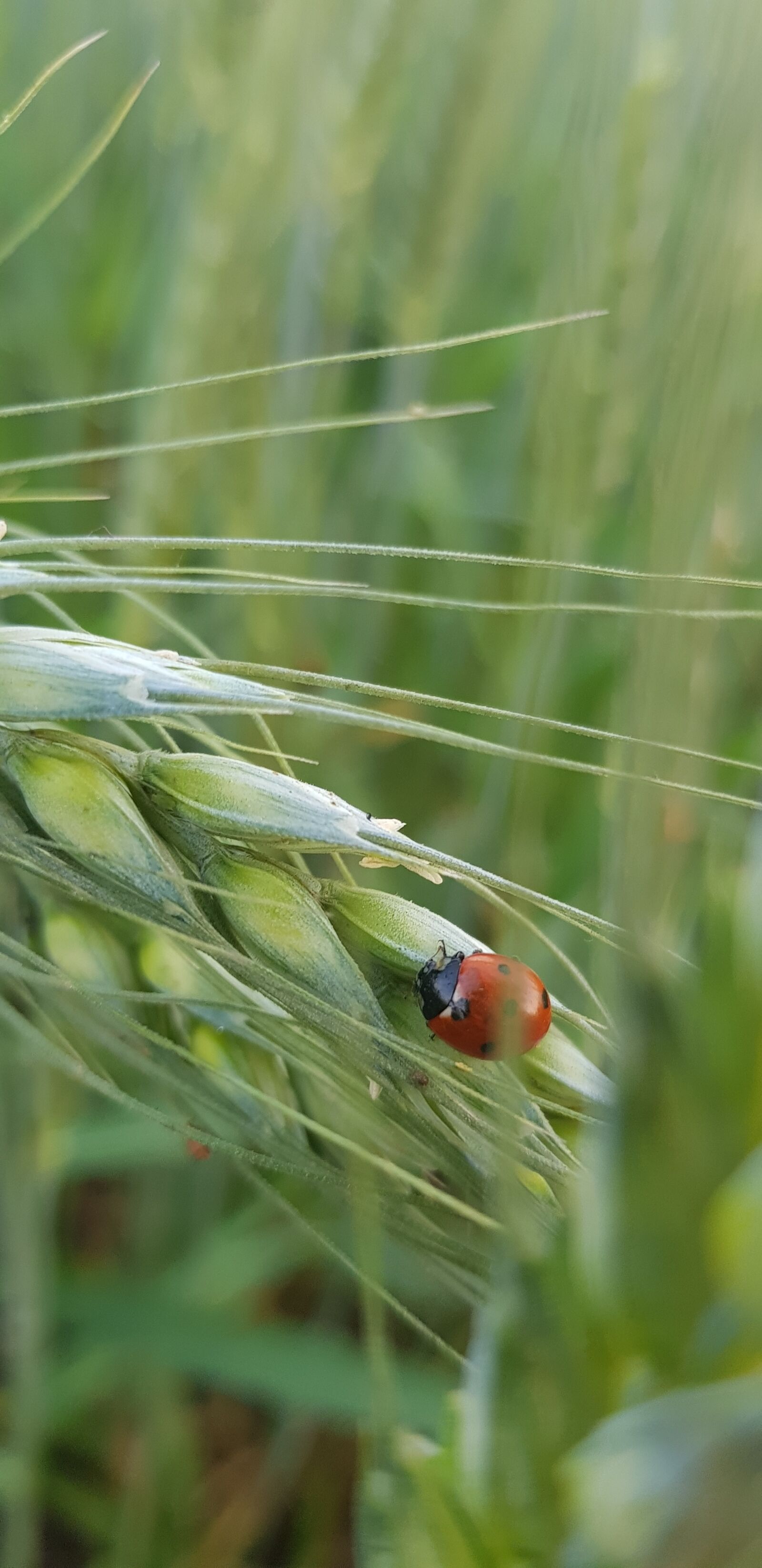 Samsung Galaxy S8 sample photo. Nature, field, agriculture photography