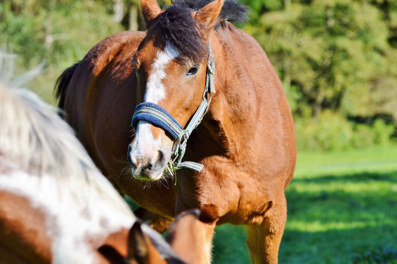 Nikon D3200 sample photo. Horse, ride, reiter photography