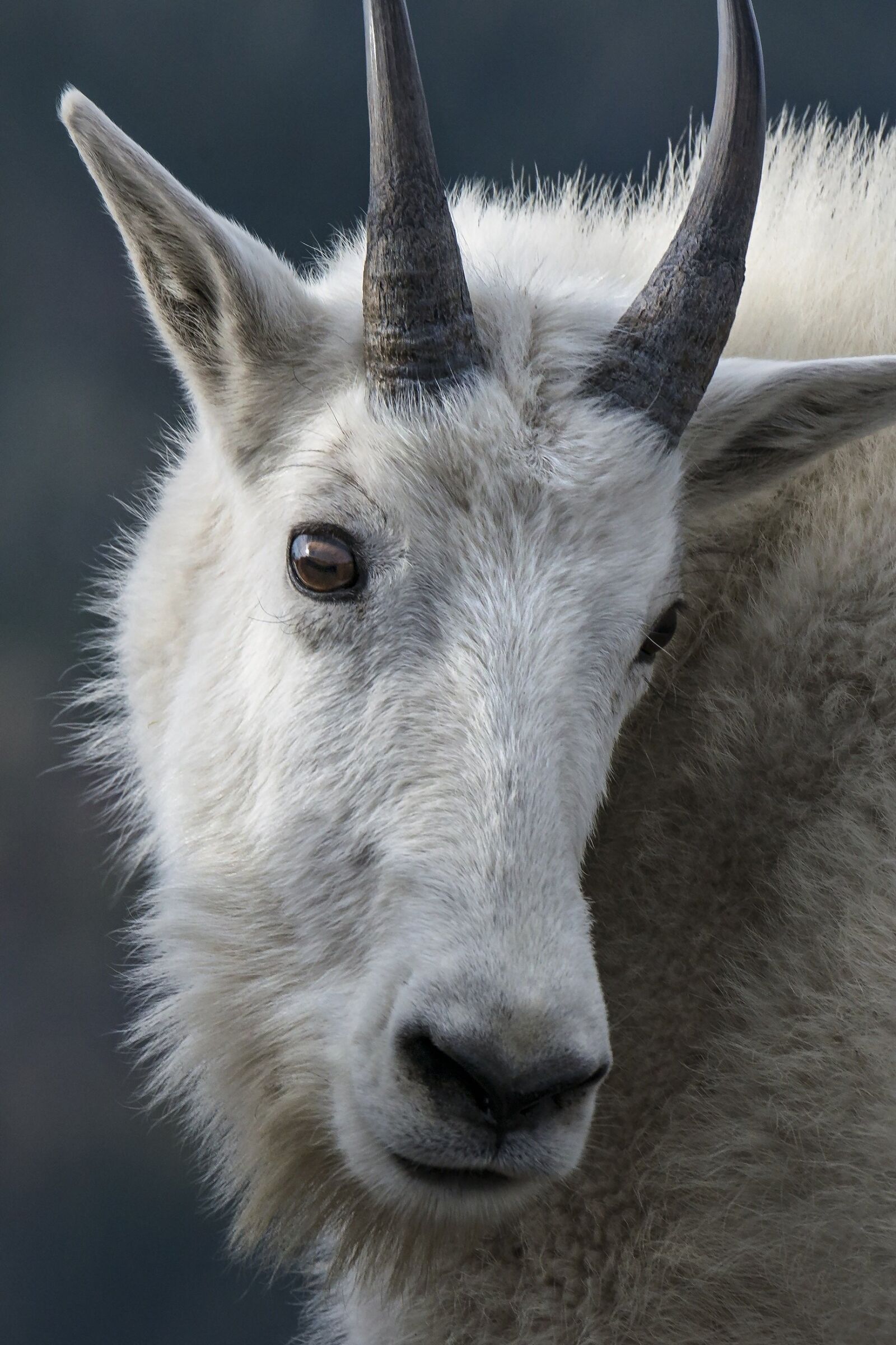 Nikon D800E sample photo. Mountain goat, portrait, head photography