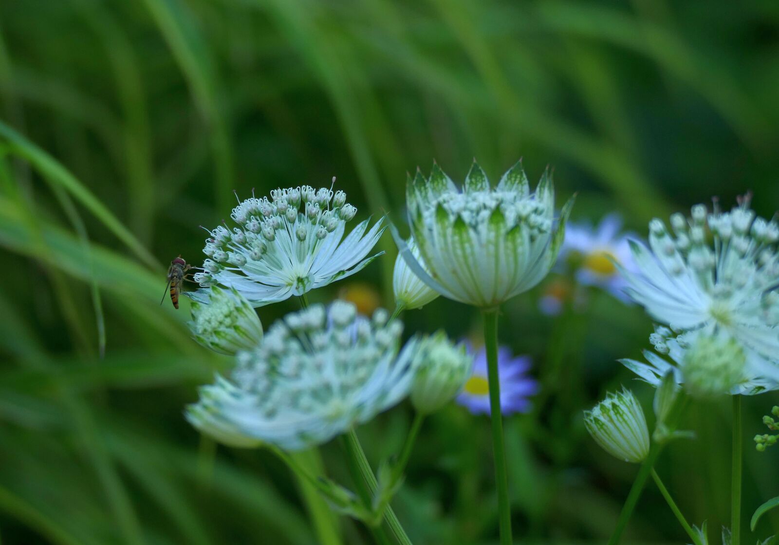 Panasonic Lumix DMC-FZ1000 sample photo. Masterwort, garden, blossom photography