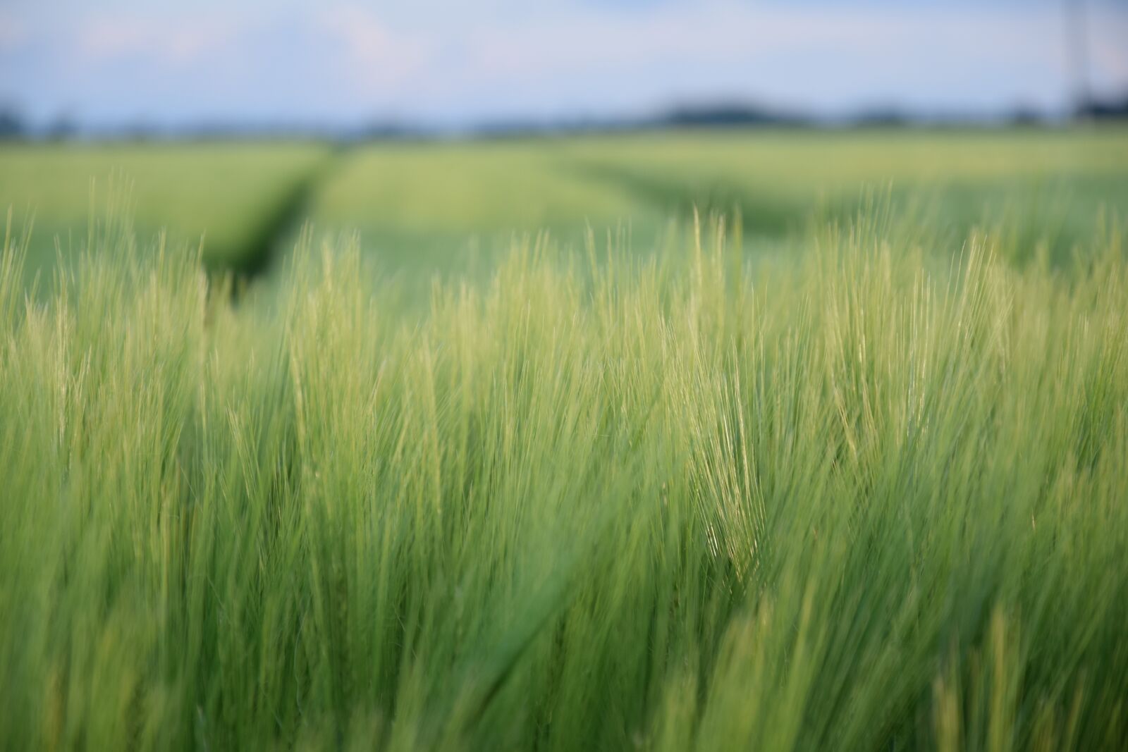 Nikon D3300 sample photo. Field, corn, agriculture photography