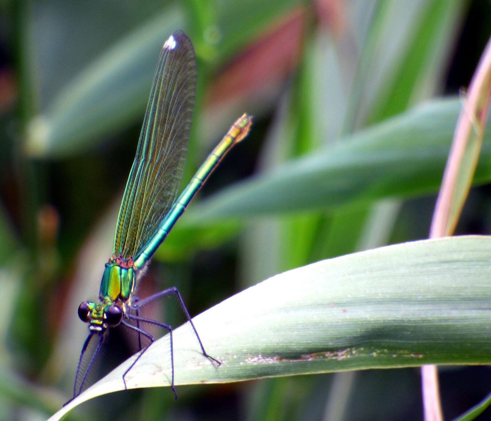 Panasonic DMC-FZ72 sample photo. Demoiselle, dragonfly, nature photography