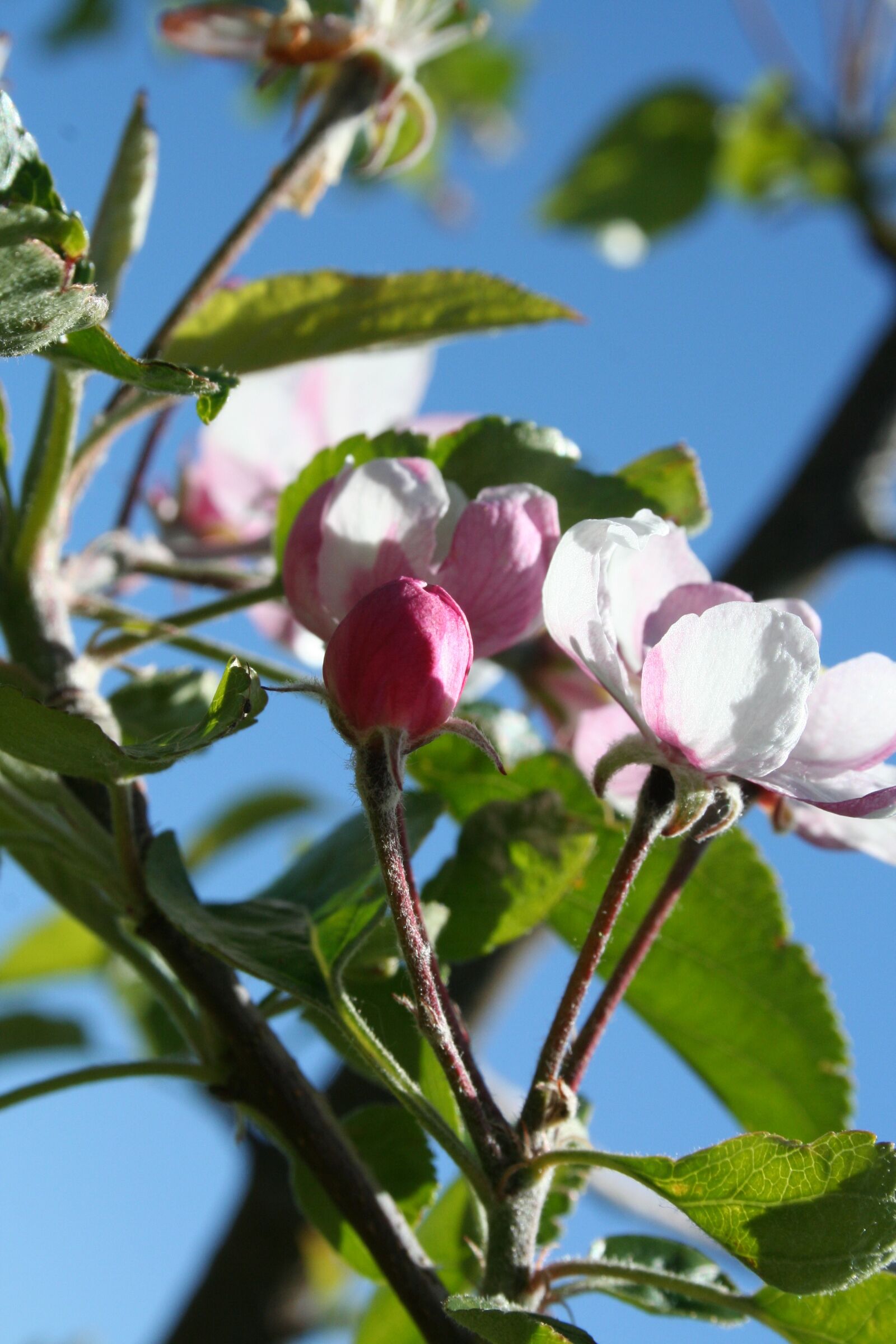 Canon EOS 350D (EOS Digital Rebel XT / EOS Kiss Digital N) sample photo. Tree, orchard, flower photography