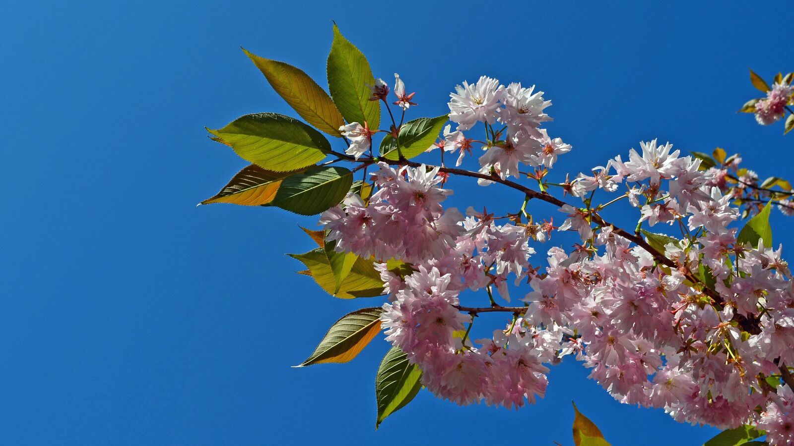 Nikon D5100 sample photo. Japanese cherry trees, cherry photography