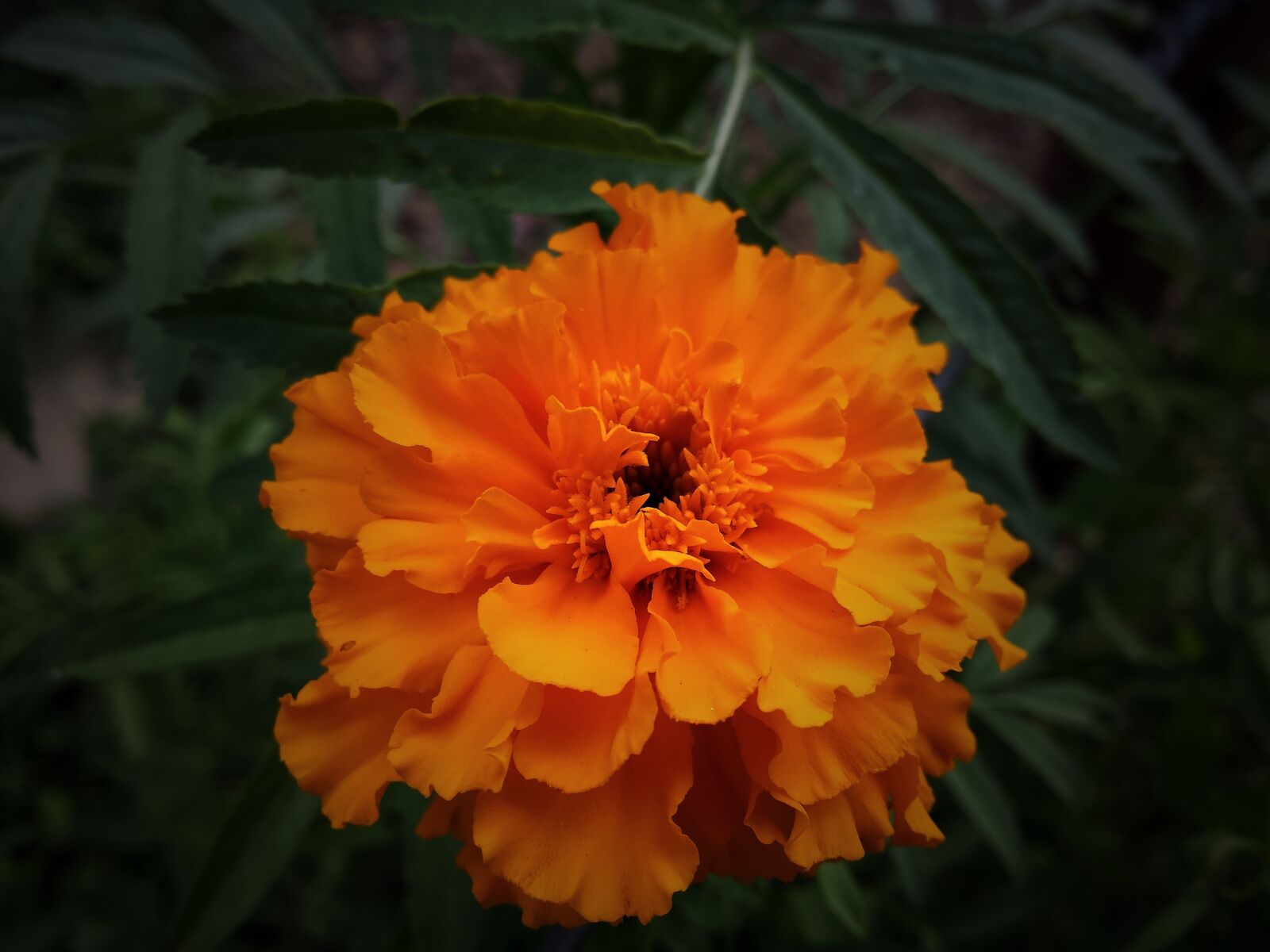 Samsung Galaxy S4 sample photo. Flower flower, summer flowers photography