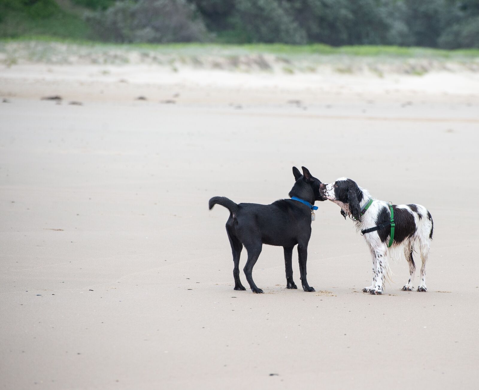 Nikon D600 sample photo. Dogs, beach, offlead photography