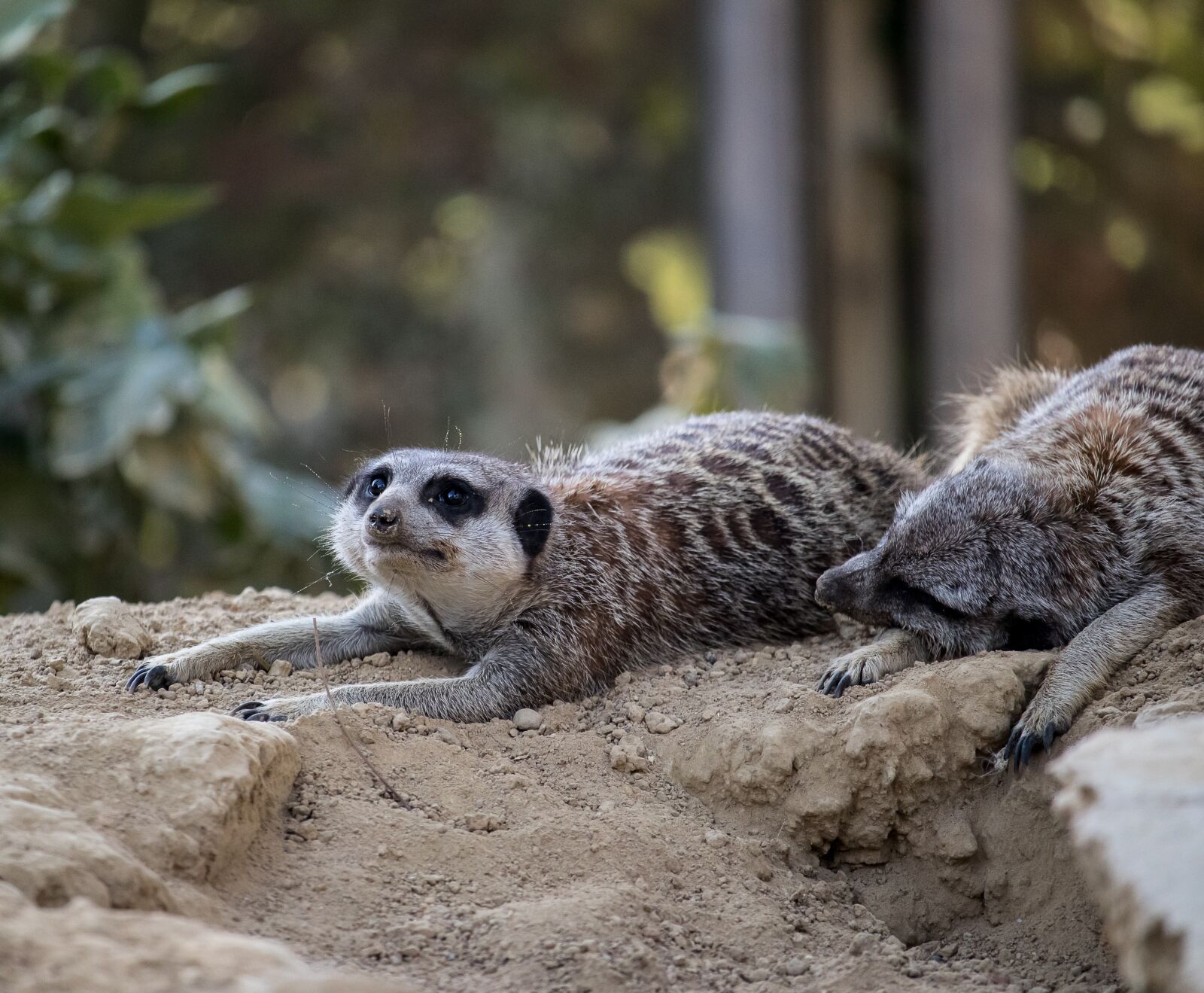 Canon EF-S 55-250mm F4-5.6 IS STM sample photo. Meerkat, mammal, animal photography