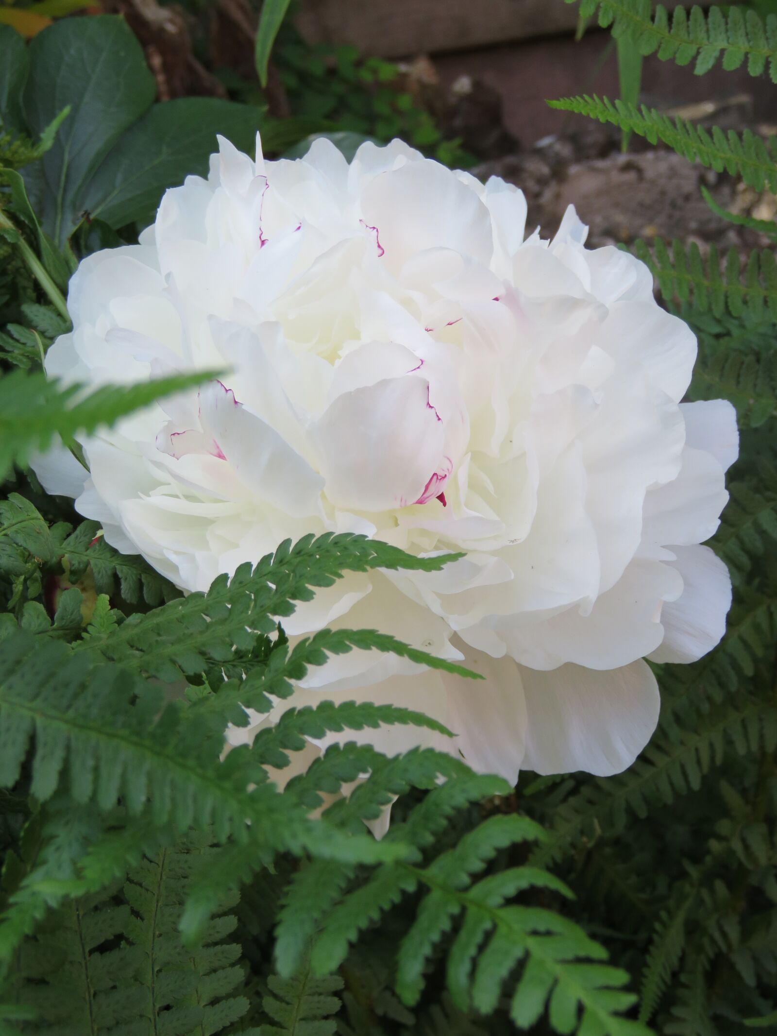 Canon PowerShot SX60 HS sample photo. Peony, rose, white photography