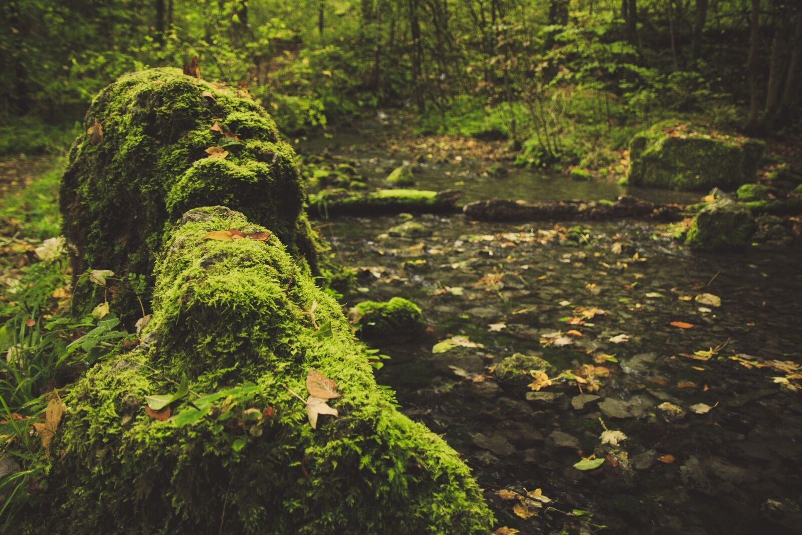 Canon EOS 650D (EOS Rebel T4i / EOS Kiss X6i) sample photo. Forest path, moss, stones photography