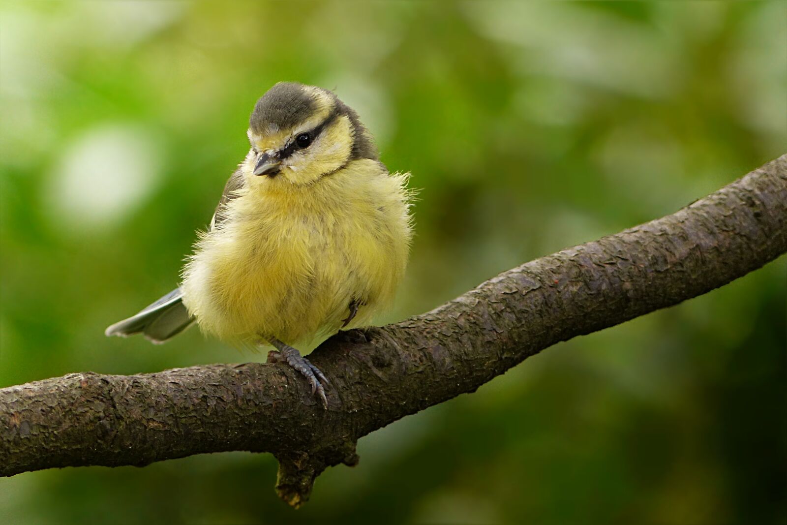 Panasonic Lumix DMC-FZ200 sample photo. Animal, bird, tit photography