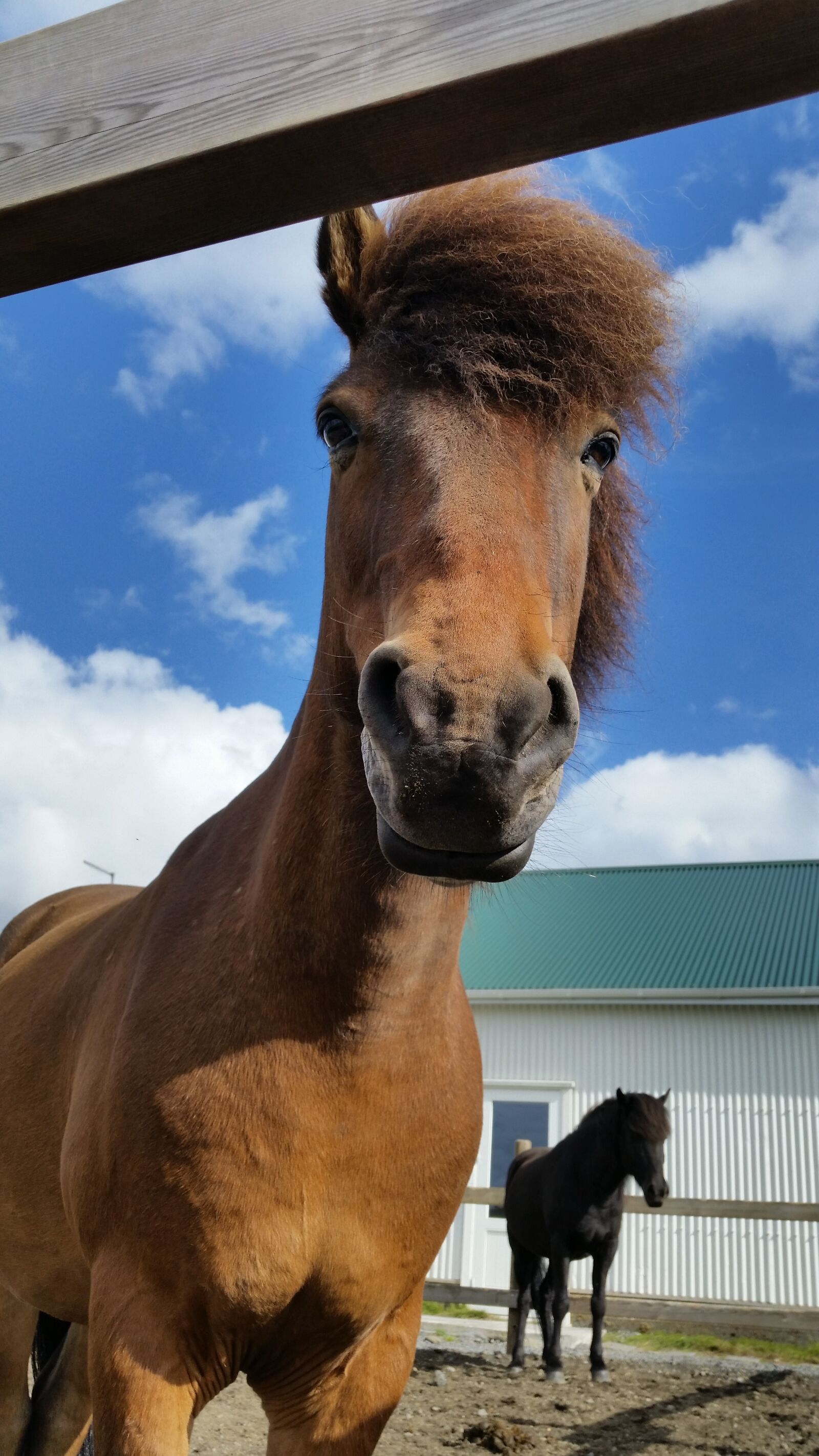 Samsung Galaxy S5 sample photo. Horse, iceland, icelandic photography