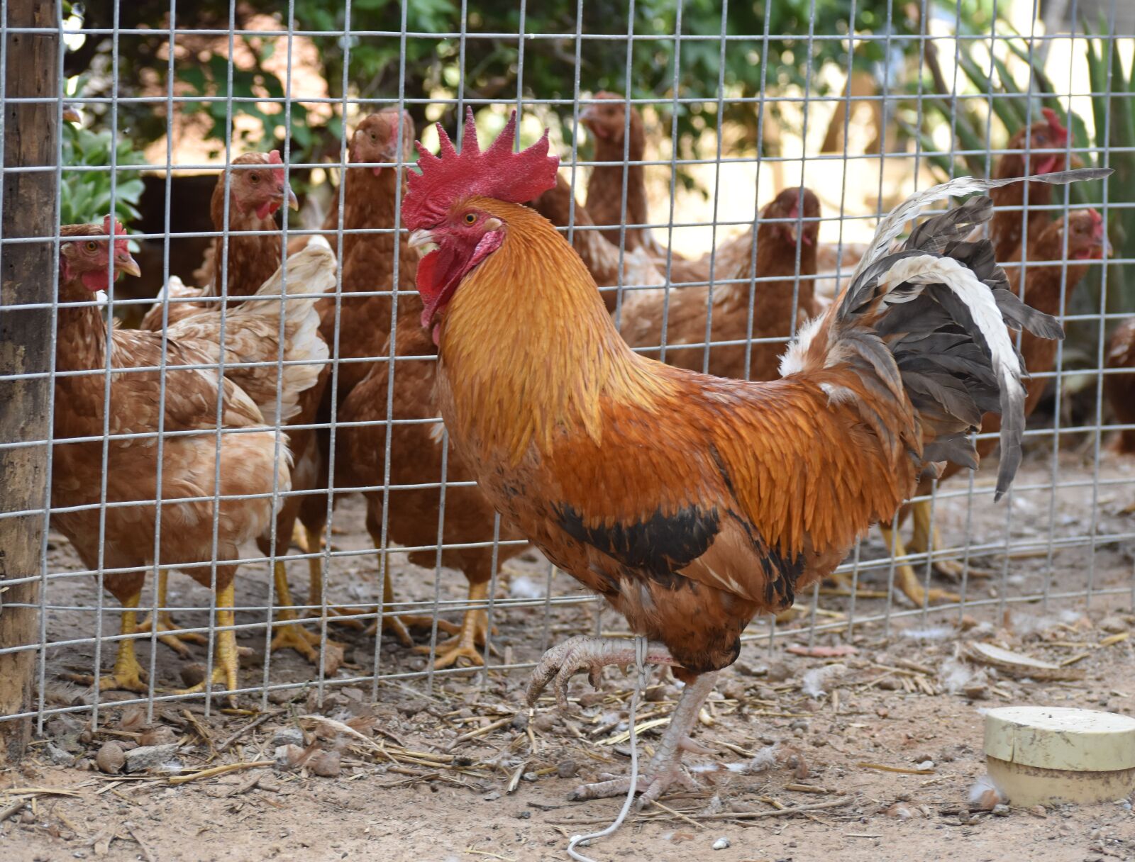 Nikon D5500 sample photo. Farm, poultry, bird photography