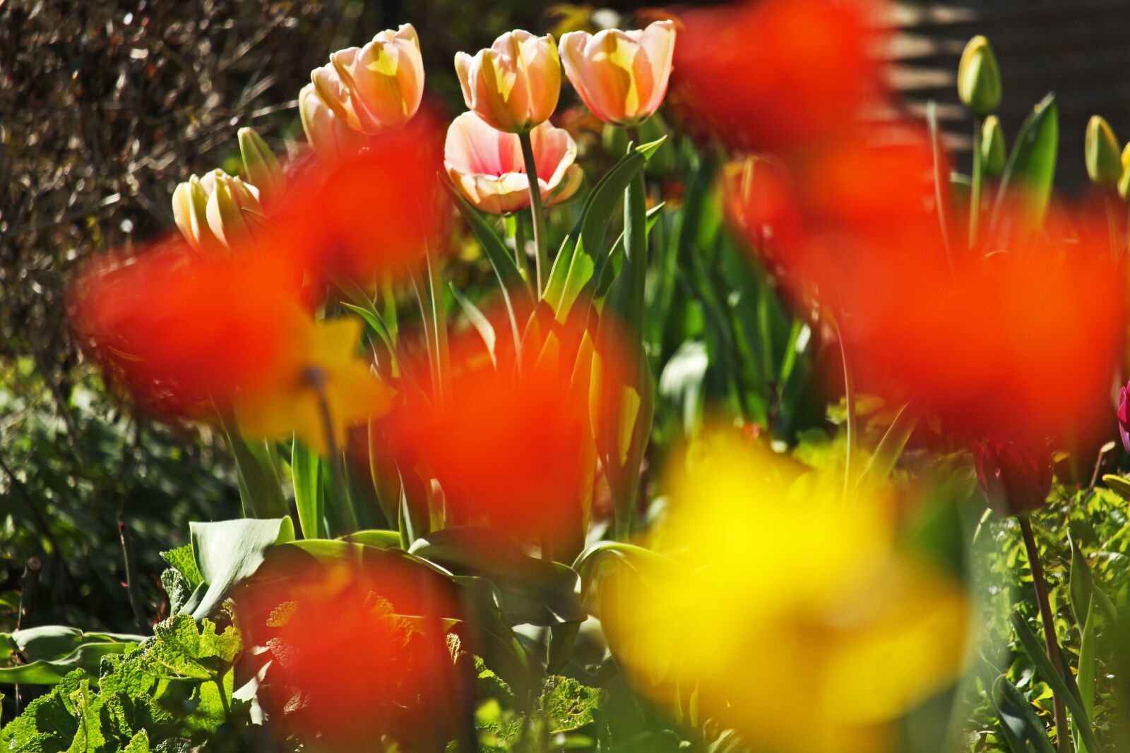 Canon EF-S 55-250mm F4-5.6 IS STM sample photo. Tulip bed, spring, april photography