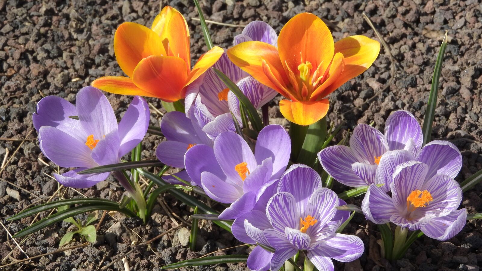 Nikon Coolpix P610 sample photo. Saffron, crocus, tulip photography