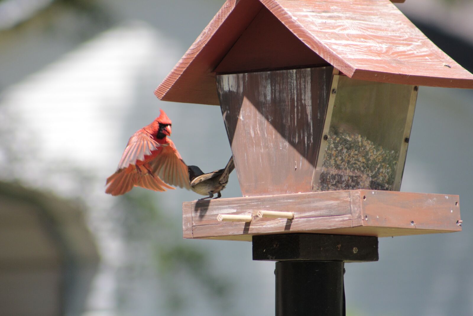 Canon EOS 550D (EOS Rebel T2i / EOS Kiss X4) sample photo. Birdhouse, outdoors, bird photography