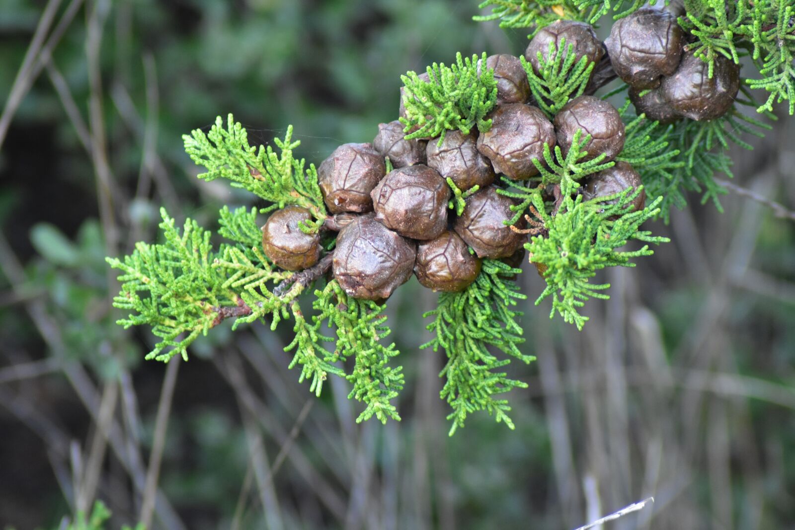 Nikon D3400 sample photo. Cypress, cone, tree photography