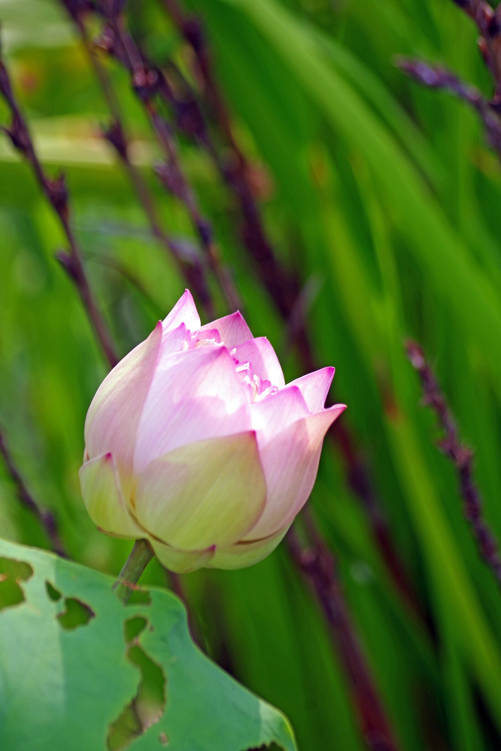 Pentax K-S2 sample photo. Water lily, blossom, bloom photography