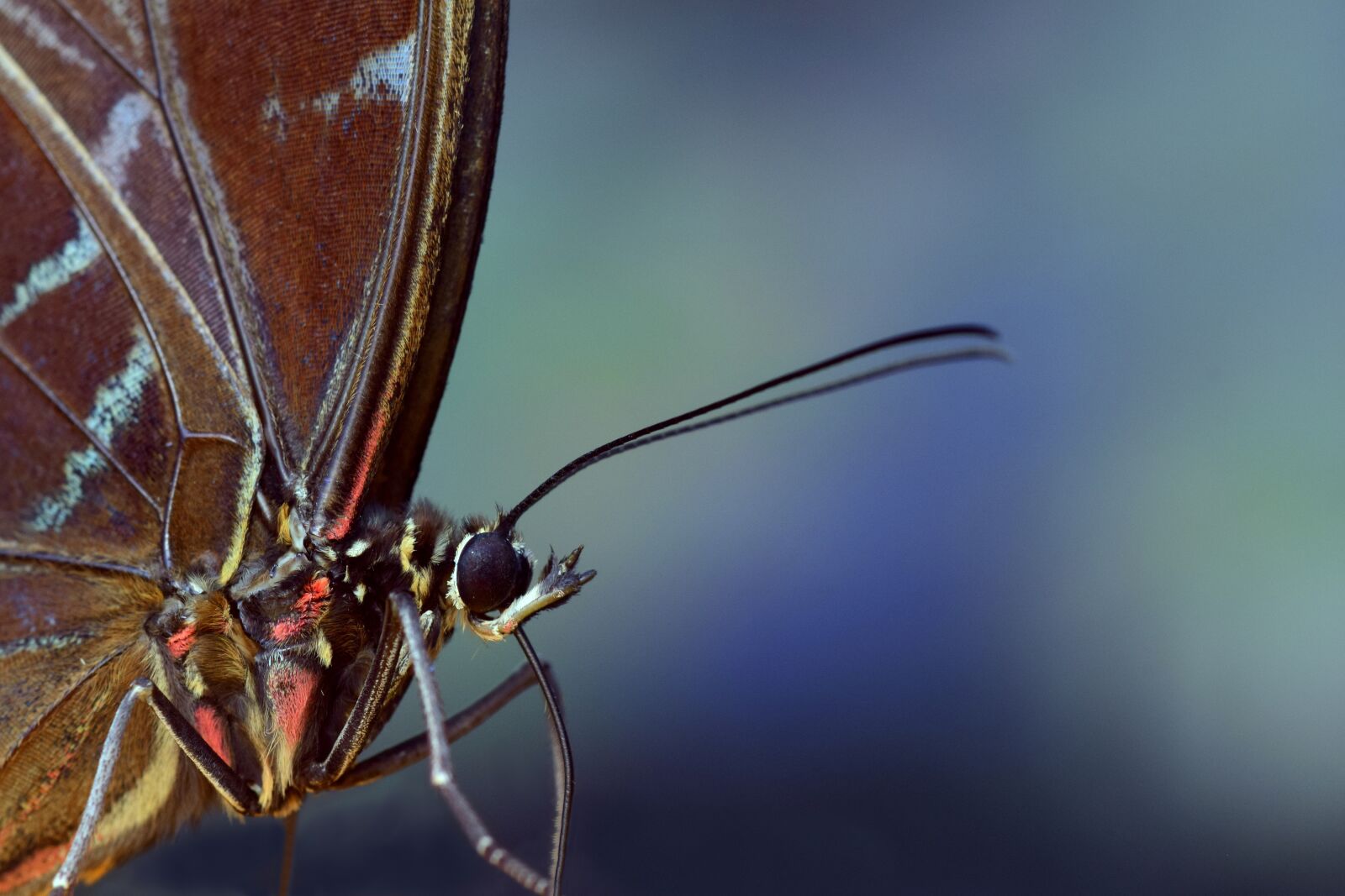 Nikon D3300 sample photo. Blue morphofalter, morpho peleides photography
