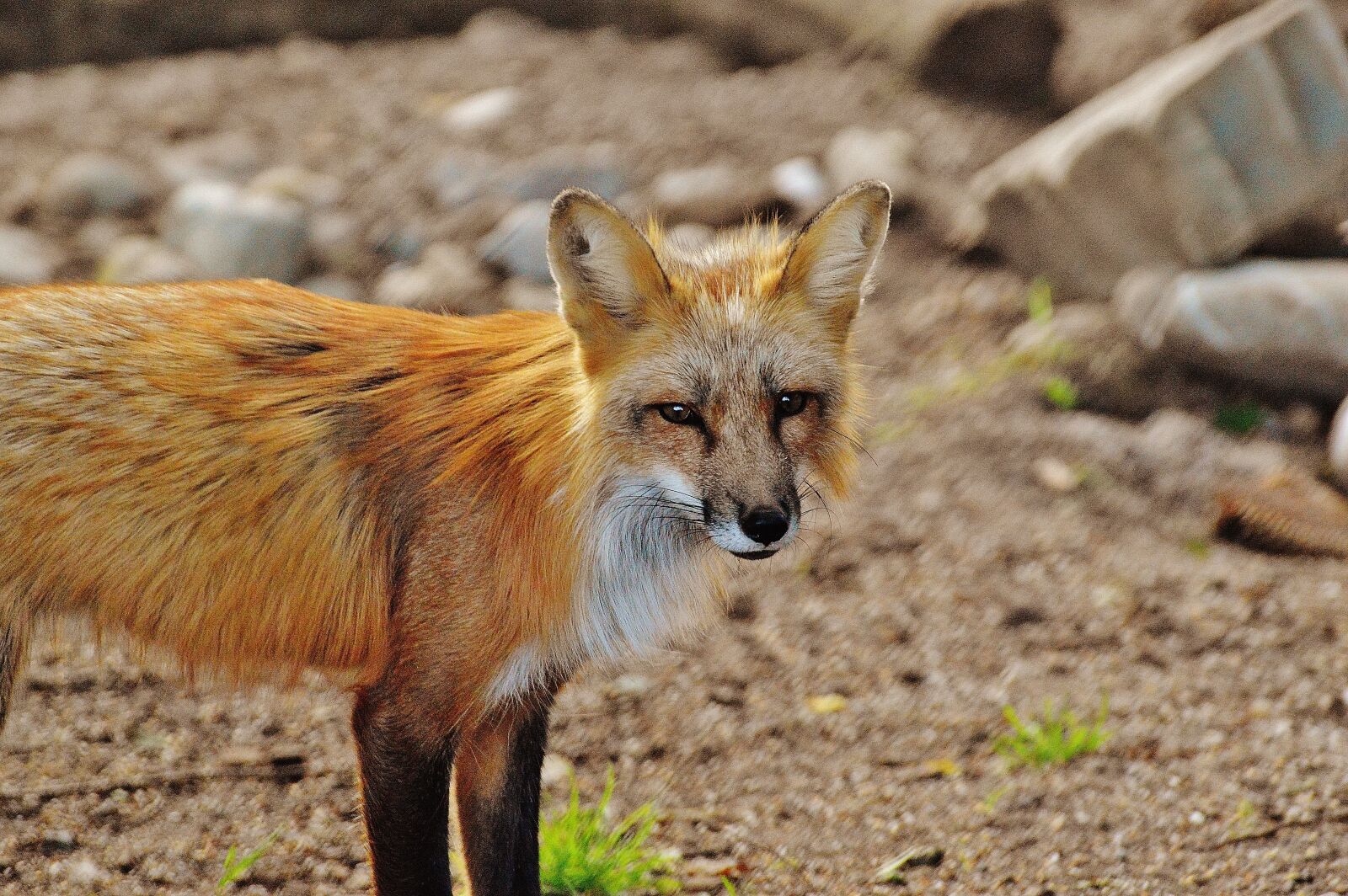 Nikon D3200 sample photo. Fuchs, wild animal, predator photography