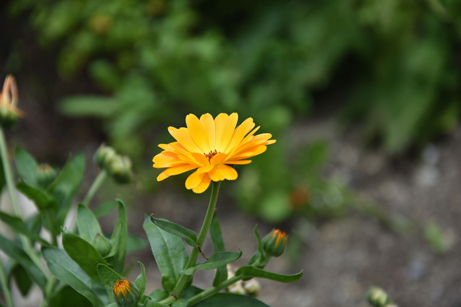 Nikon D3400 sample photo. Marigold, flower, medicinal plant photography