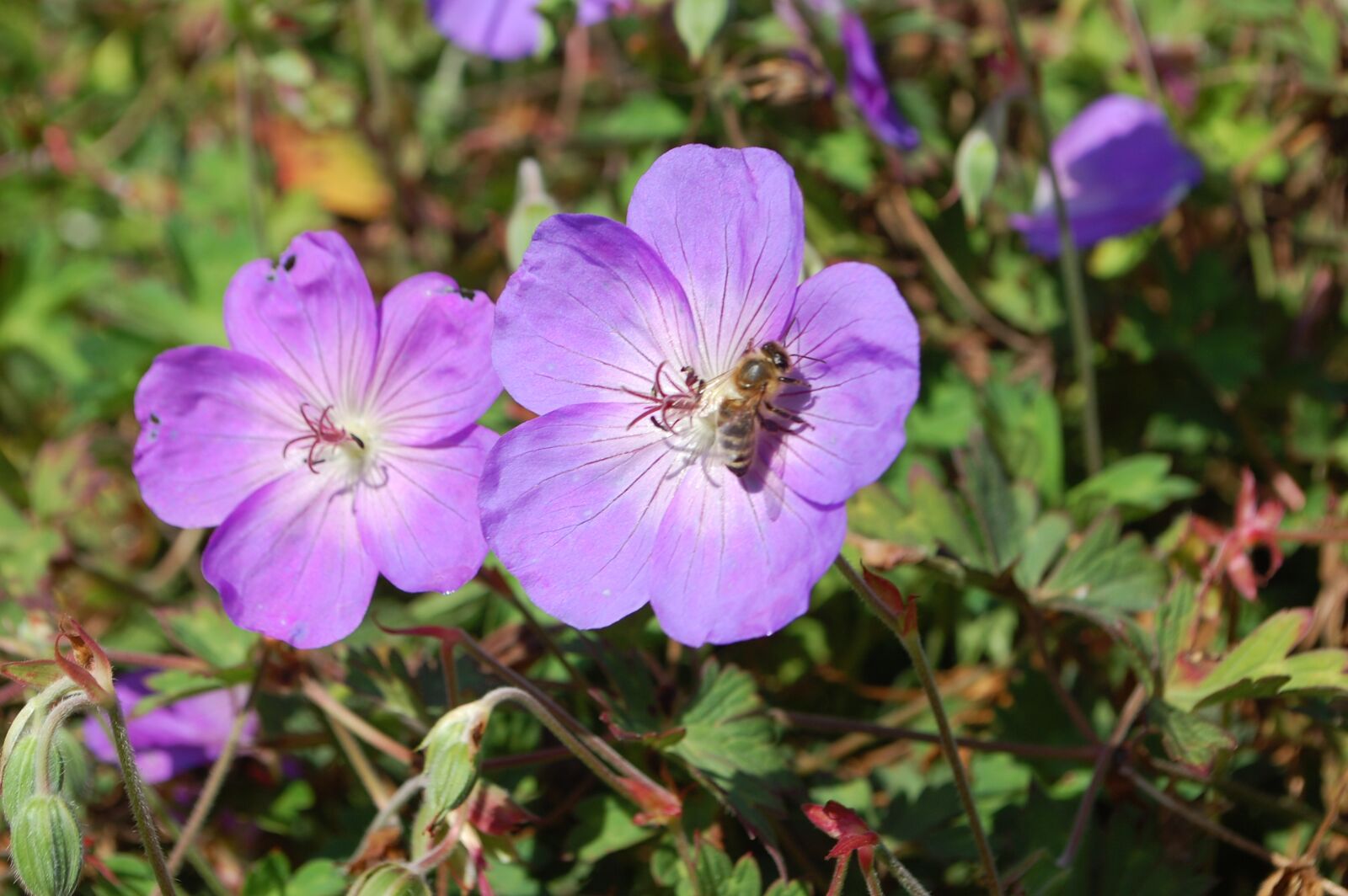 Nikon D40 sample photo. Flower, blue, insect photography