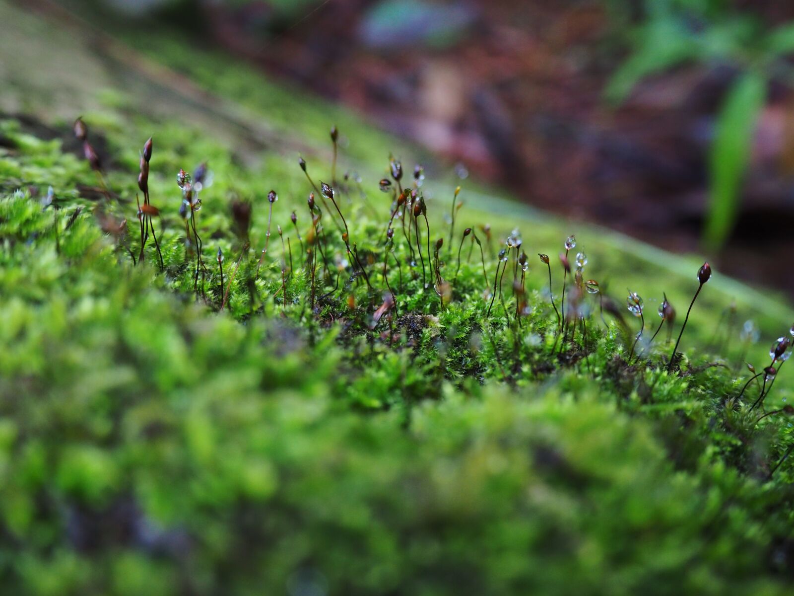 Olympus OM-D E-M10 III sample photo. Green, plant, nature photography