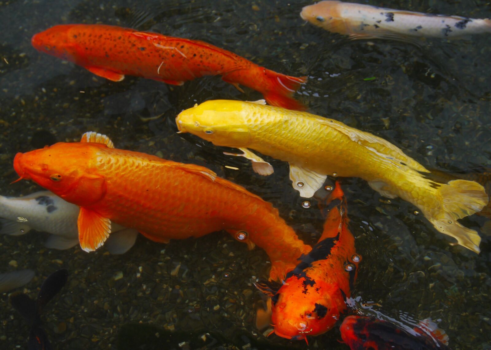 Panasonic Lumix DMC-GX1 sample photo. Aquarium fish, colored carp photography