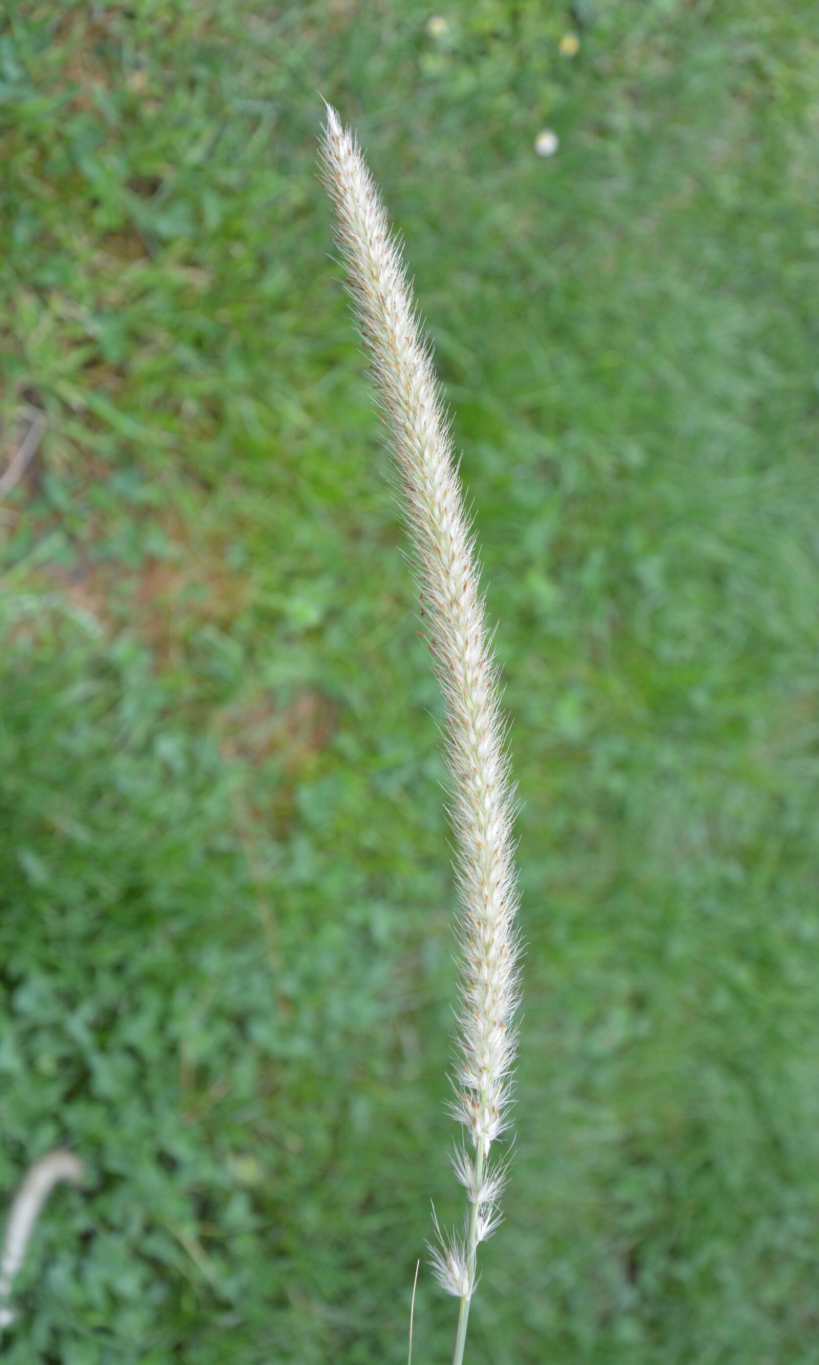 Nikon D5200 sample photo. Spikes, nature, wild plant photography