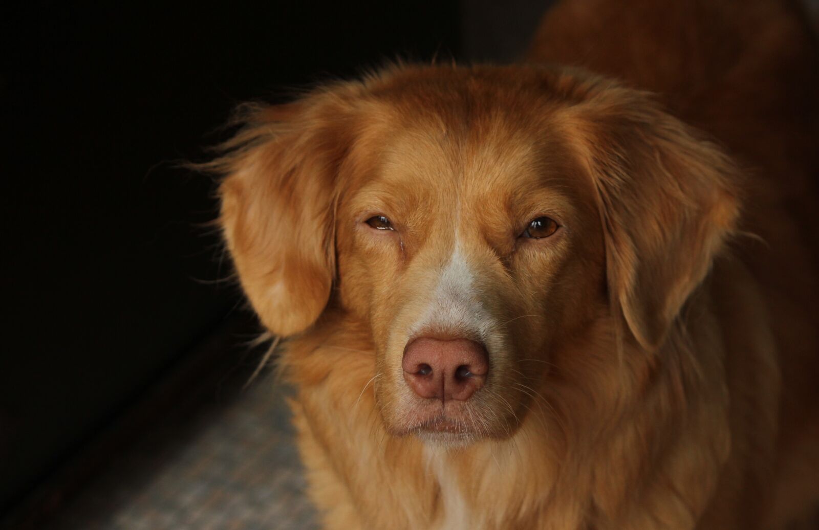 Canon EOS 550D (EOS Rebel T2i / EOS Kiss X4) sample photo. Dog, pet, retriever photography