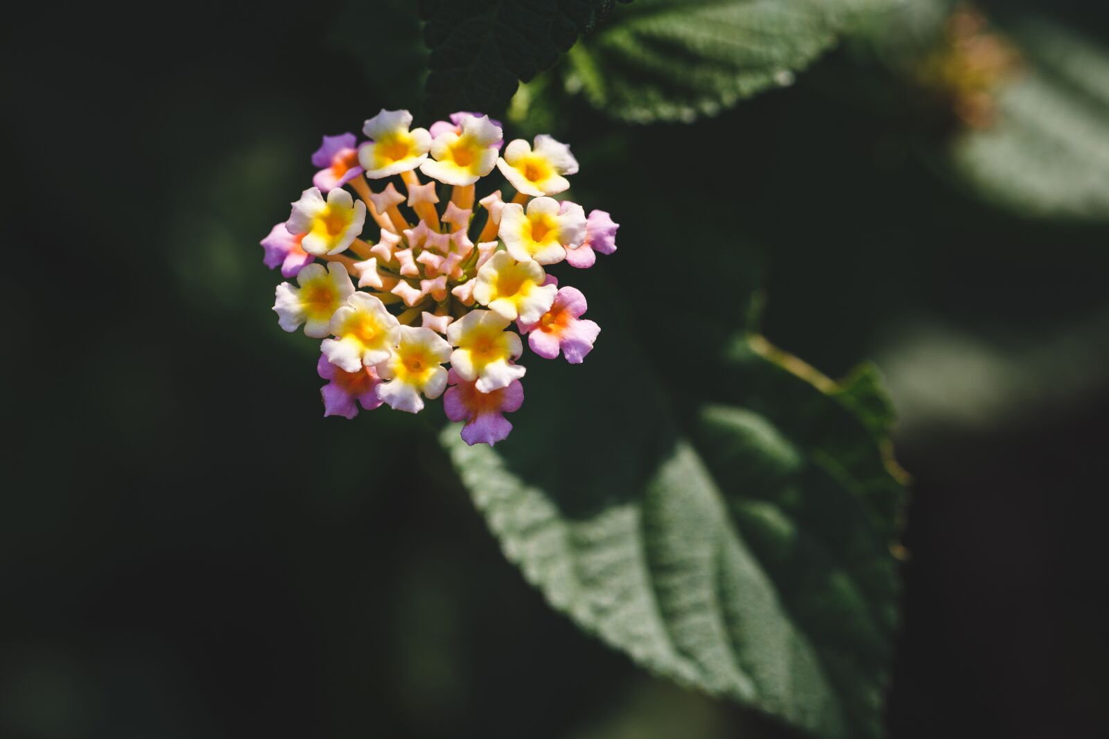 Canon EF 100mm F2.8L Macro IS USM sample photo. Flower, colorful, color photography
