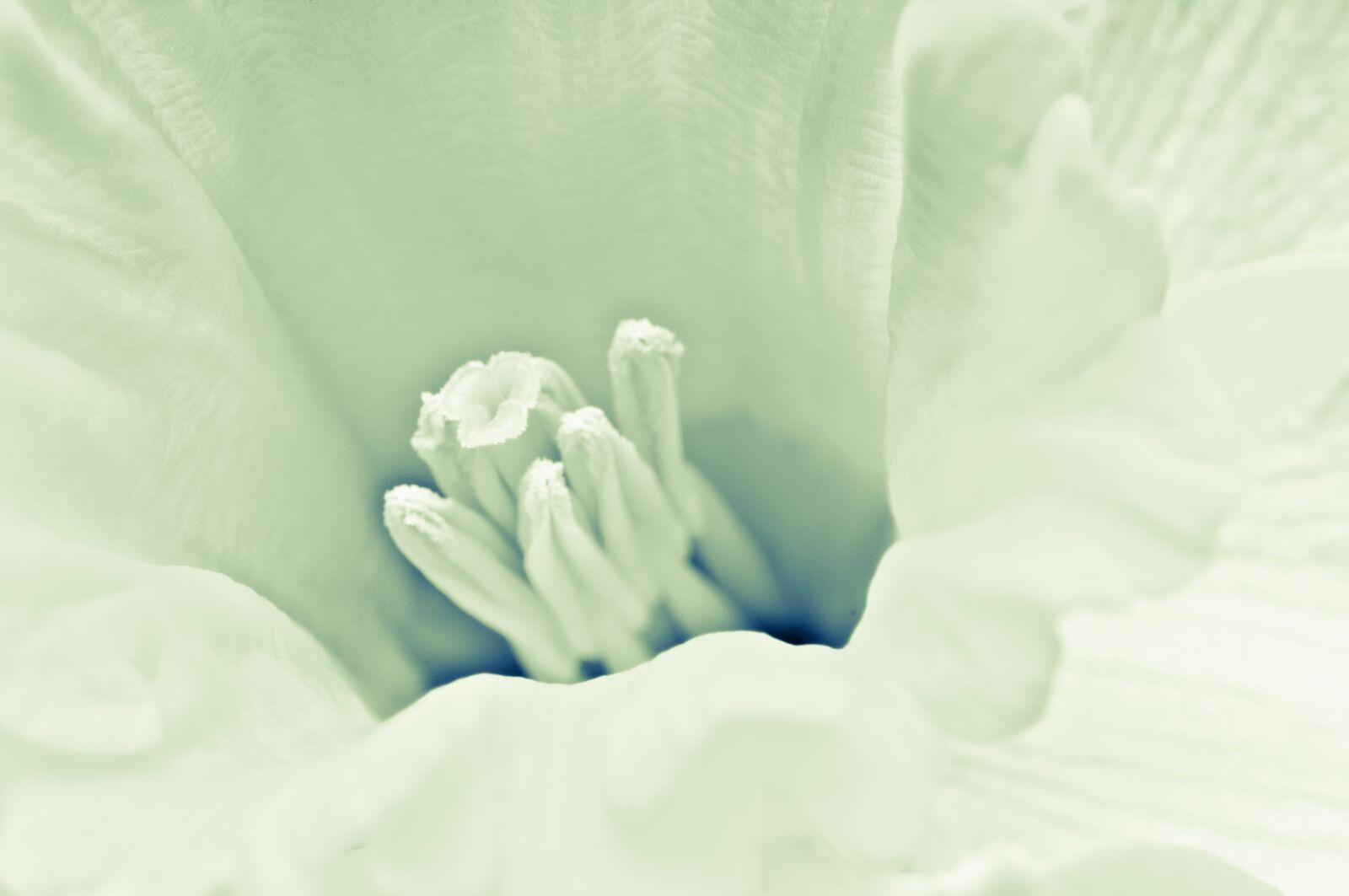 Nikon D300 sample photo. Macro, flower, daffodil photography