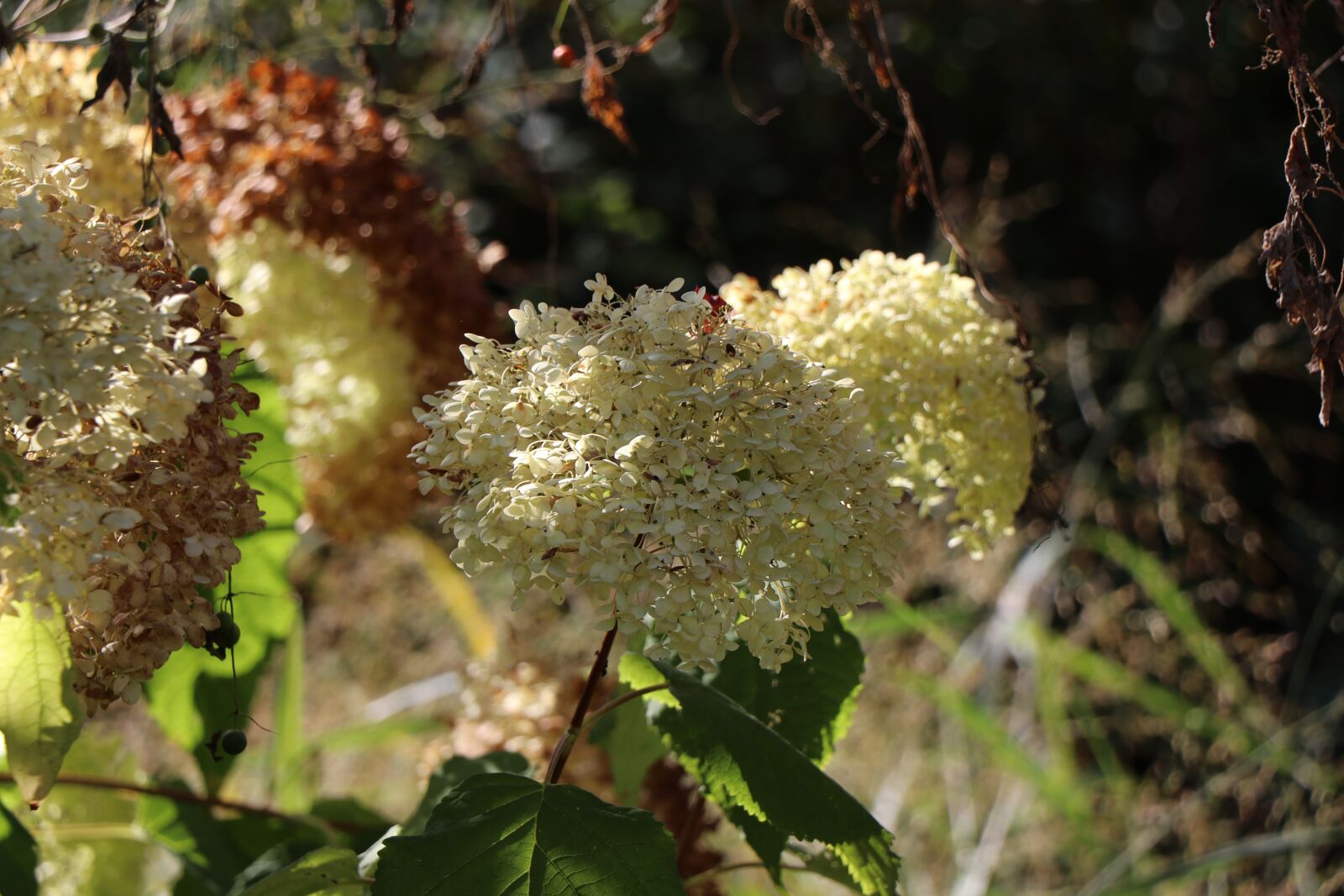 Canon EF-S 18-135mm F3.5-5.6 IS USM sample photo. Autumn, flowers, withered photography