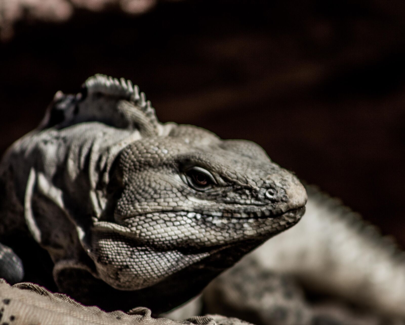 Canon EF 75-300mm f/4-5.6 sample photo. Animal, iguana, reptile photography