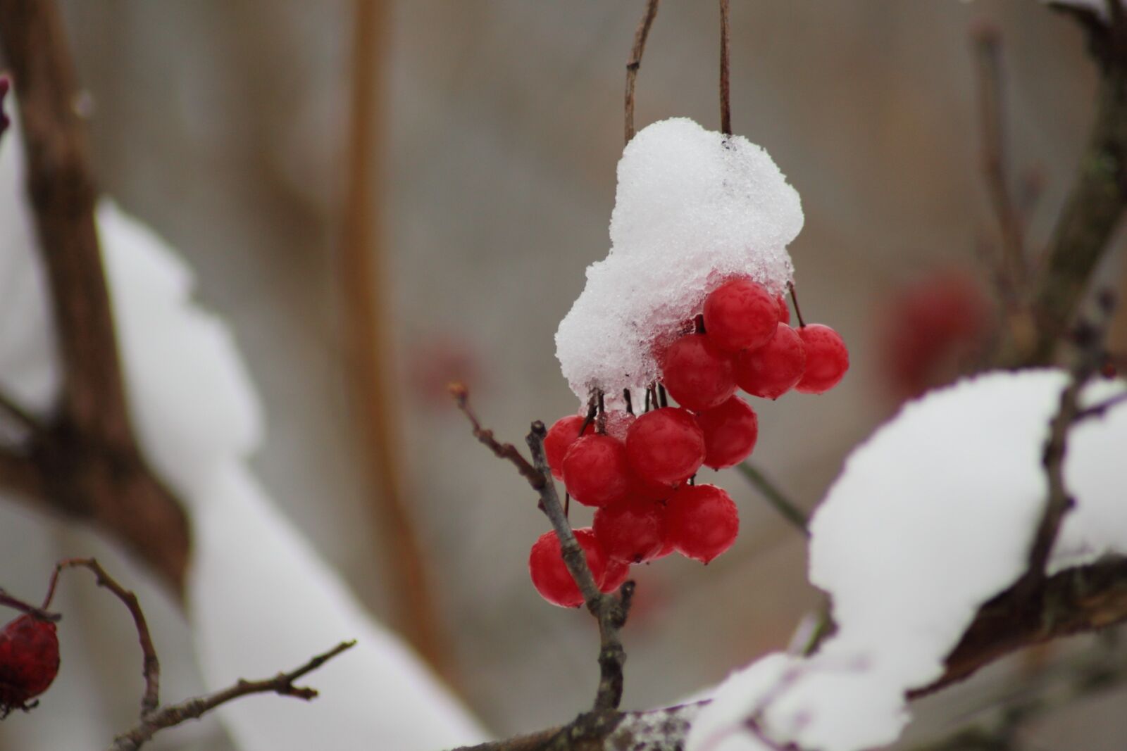 Canon EOS 1200D (EOS Rebel T5 / EOS Kiss X70 / EOS Hi) sample photo. Winter, no one, nature photography