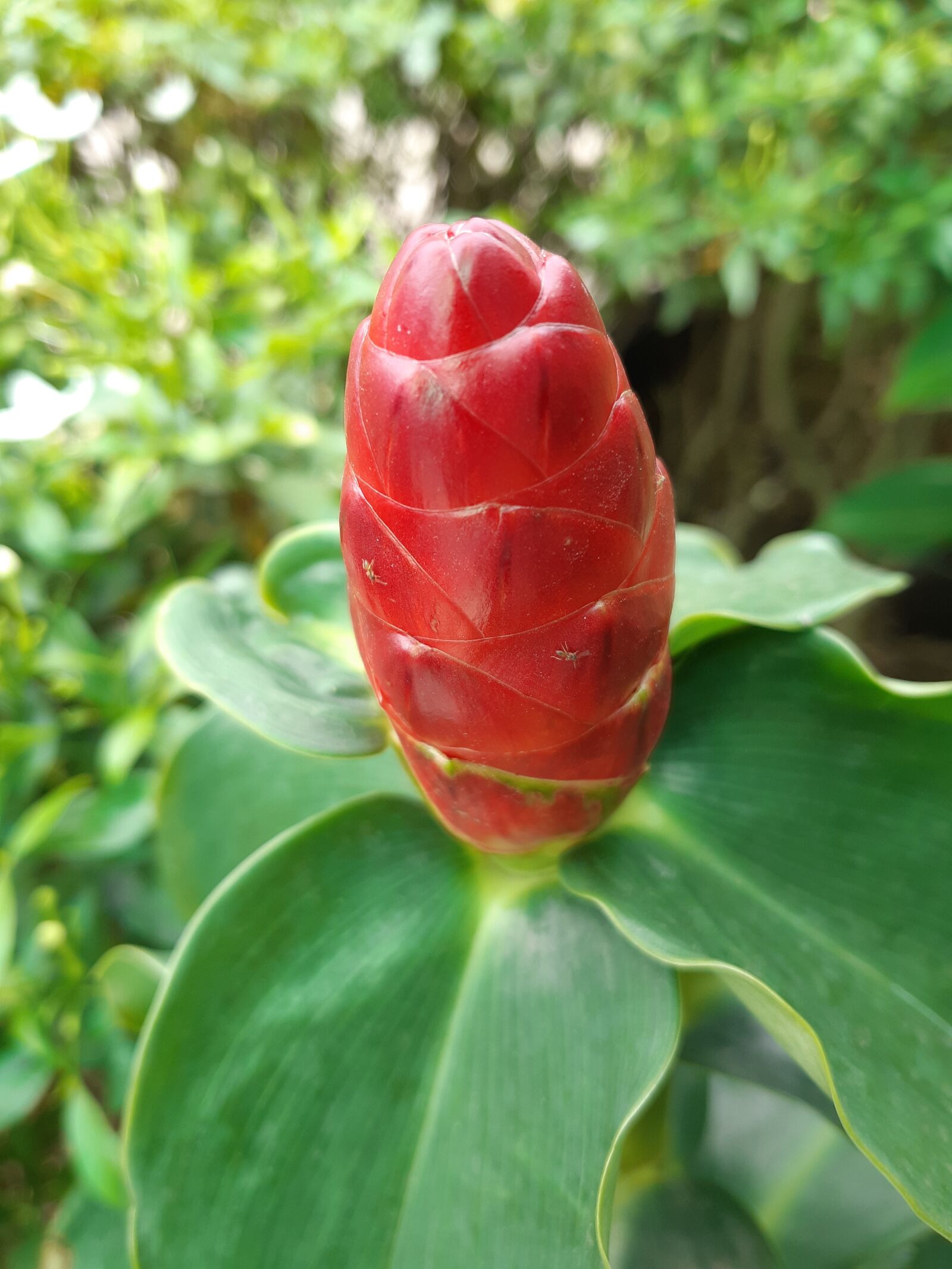 Samsung Galaxy A8(2018) sample photo. Flowers, nature, blade photography