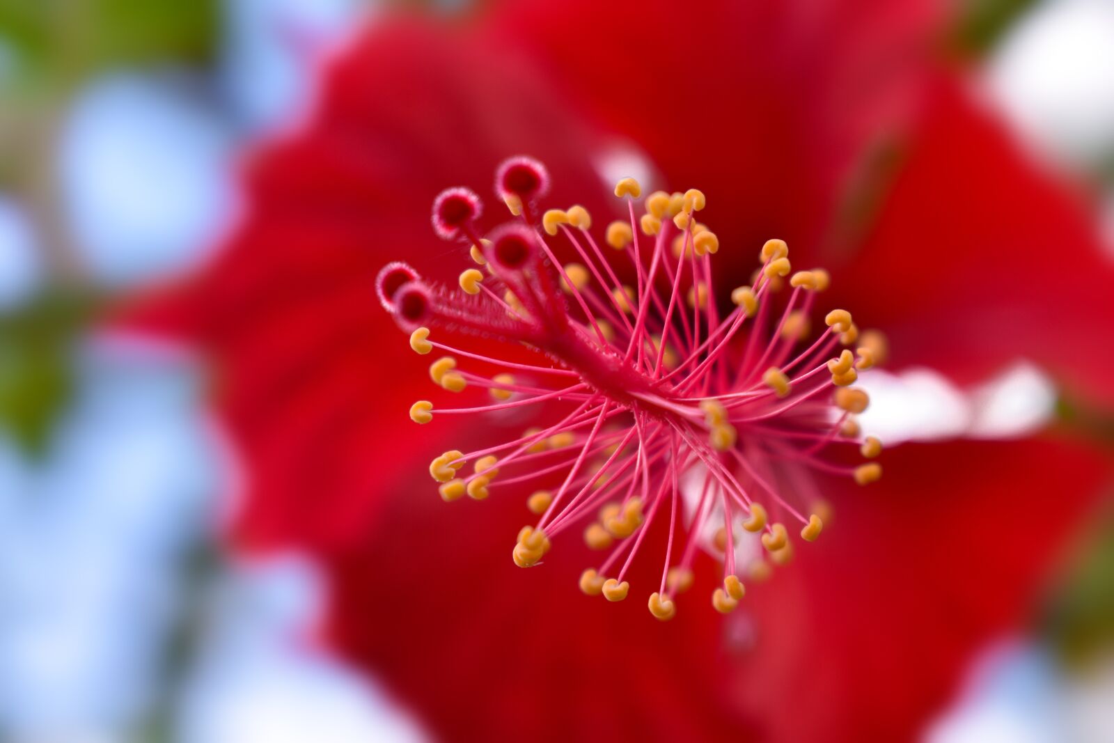 Nikon D3400 sample photo. Nature, flower, loves photography