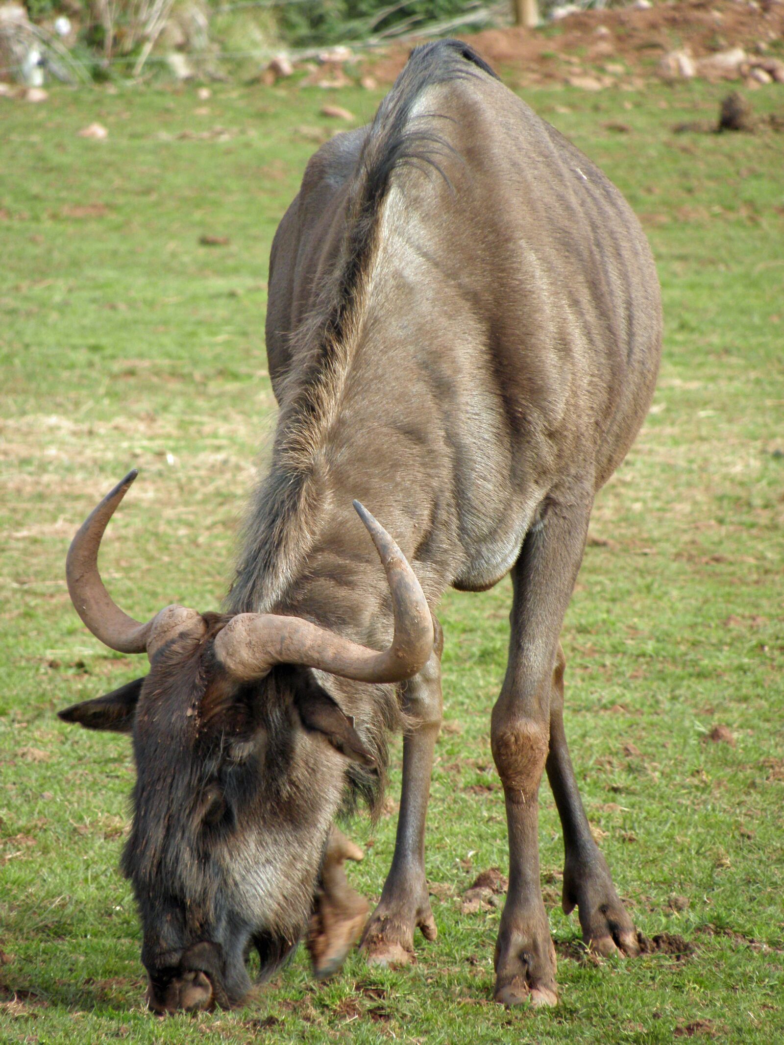Olympus SP590UZ sample photo. Animal, wildlife, wildebeest photography