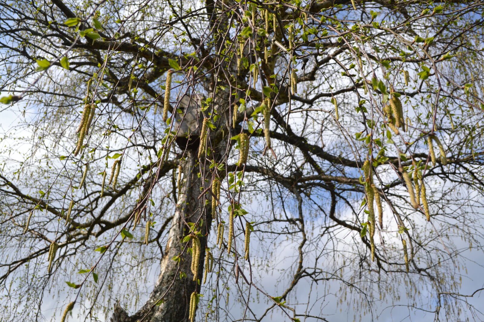 Nikon D3100 sample photo. Birch, trees photography
