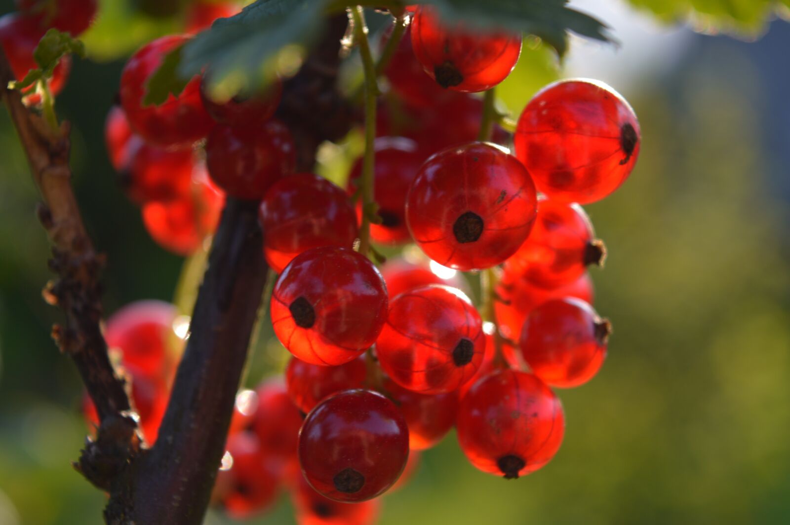Nikon D3200 sample photo. Fruit, currant, berry photography